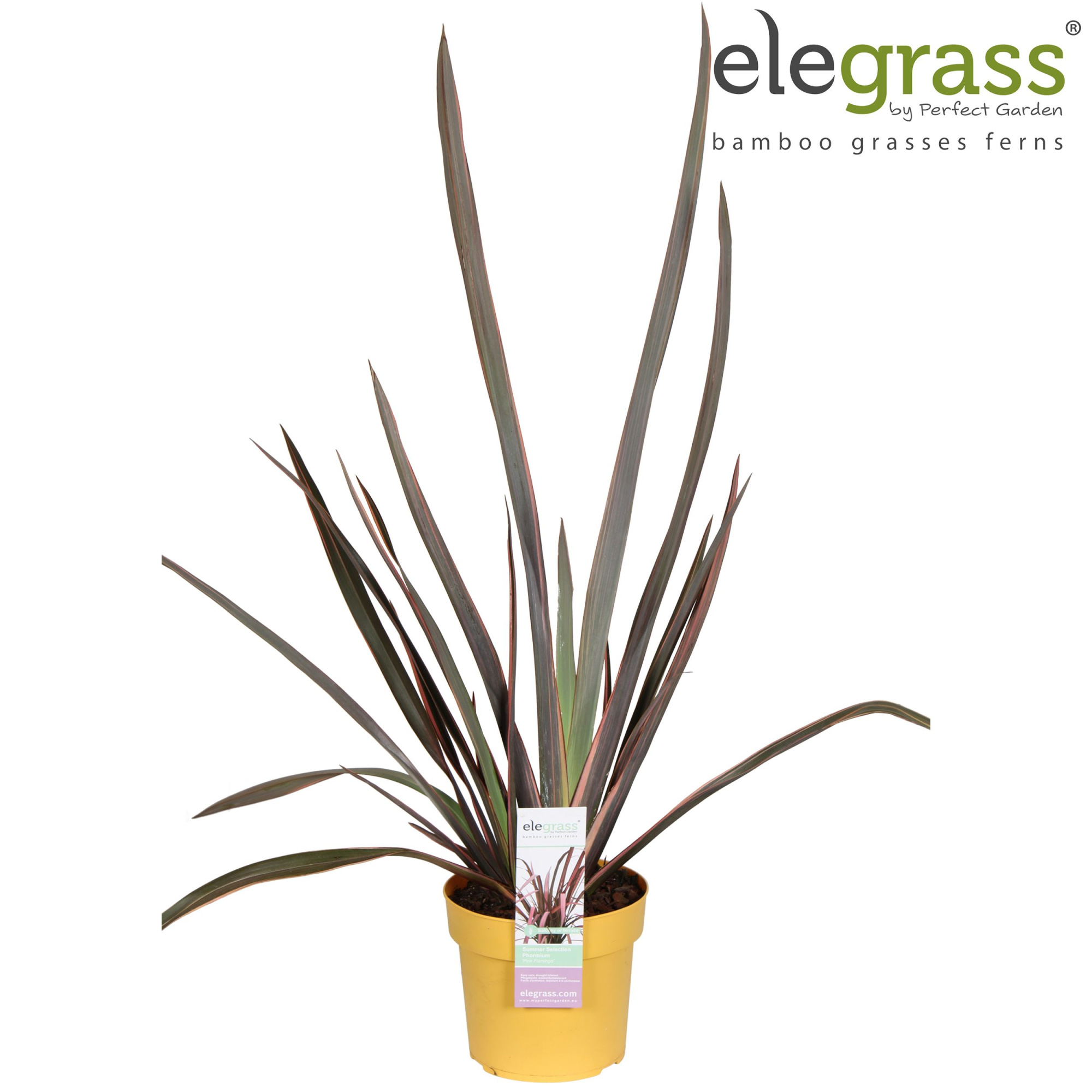 Phormium 'Pink Flamingo' P19, D 19