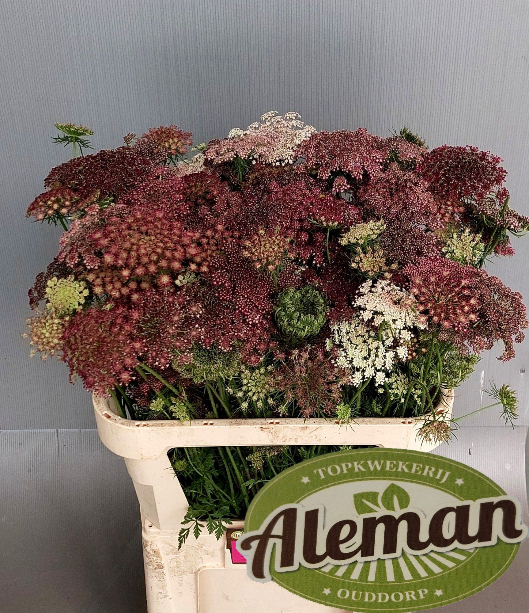 Амми Даукус Карота Дара 80, шт.