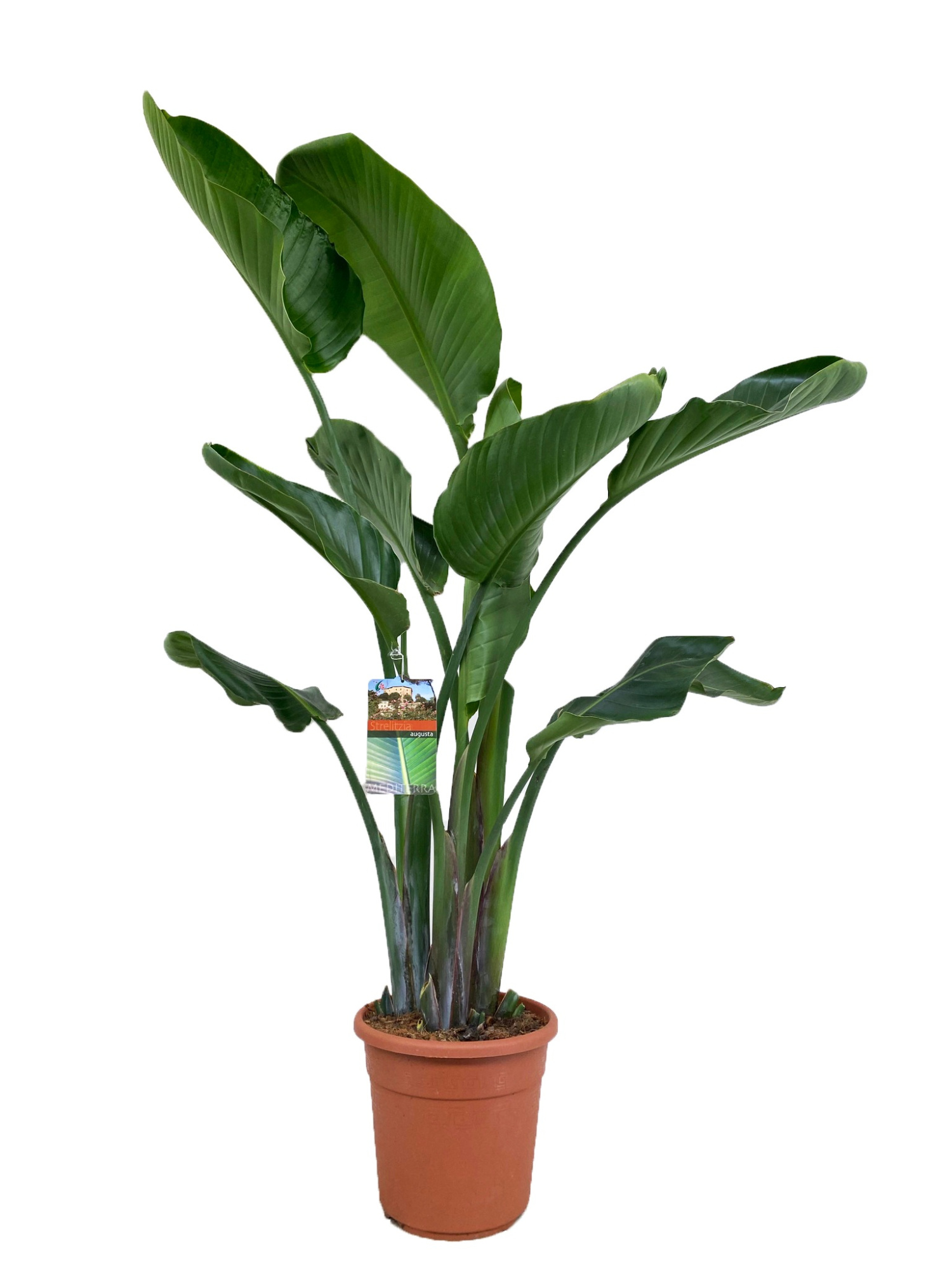 Strelitzia augusta, D 27 cm