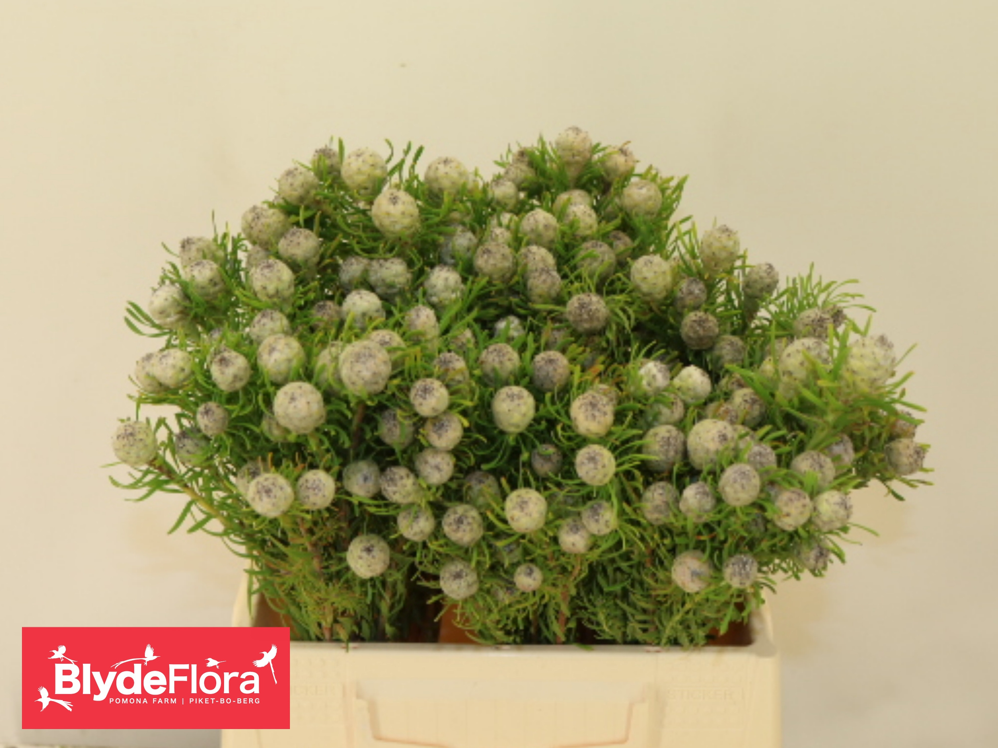 Леукадендрон Джейд Перл Спрей 40, шт.