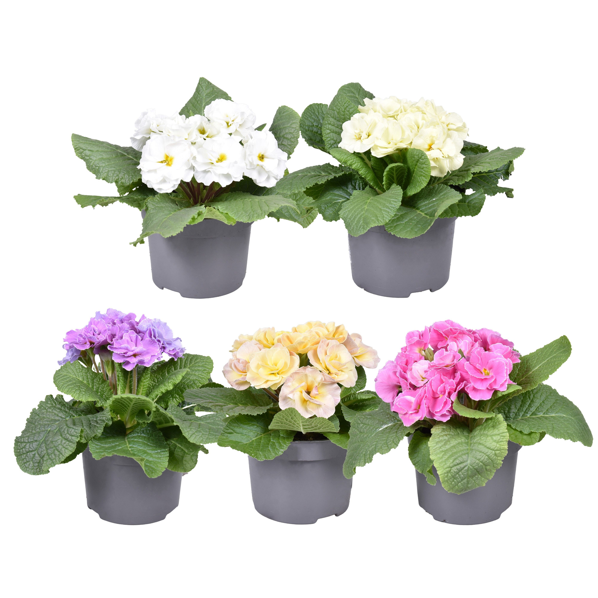 Prim Acaulis Dubbelbloemig MixKAR, D 12