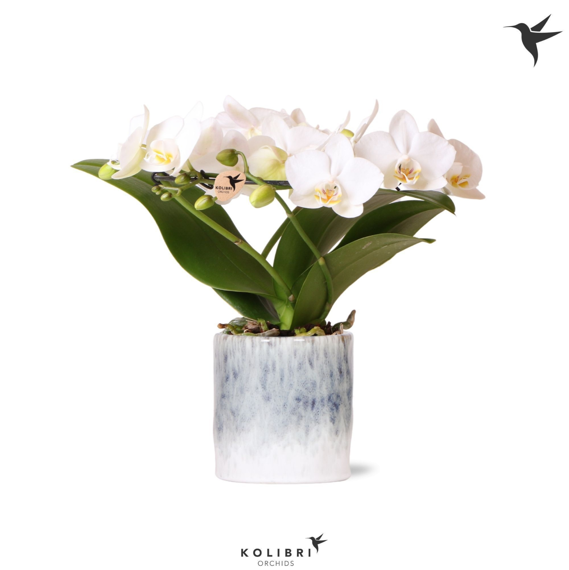 Kolibri Orchids Phalaenopsis Halo white in Sky pot, D 9 cm