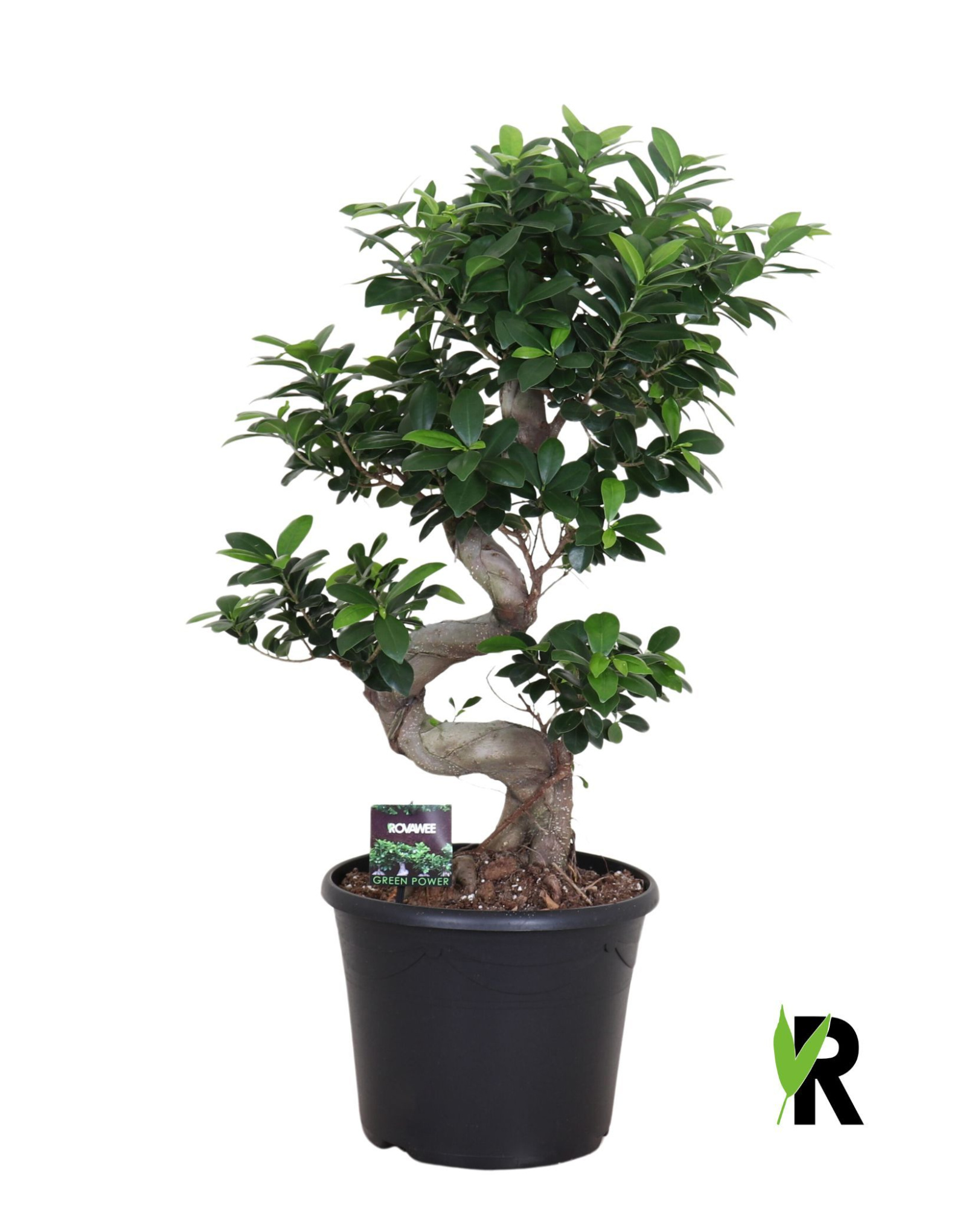 Ficus micr. S-type in sierpot, D 30 cm