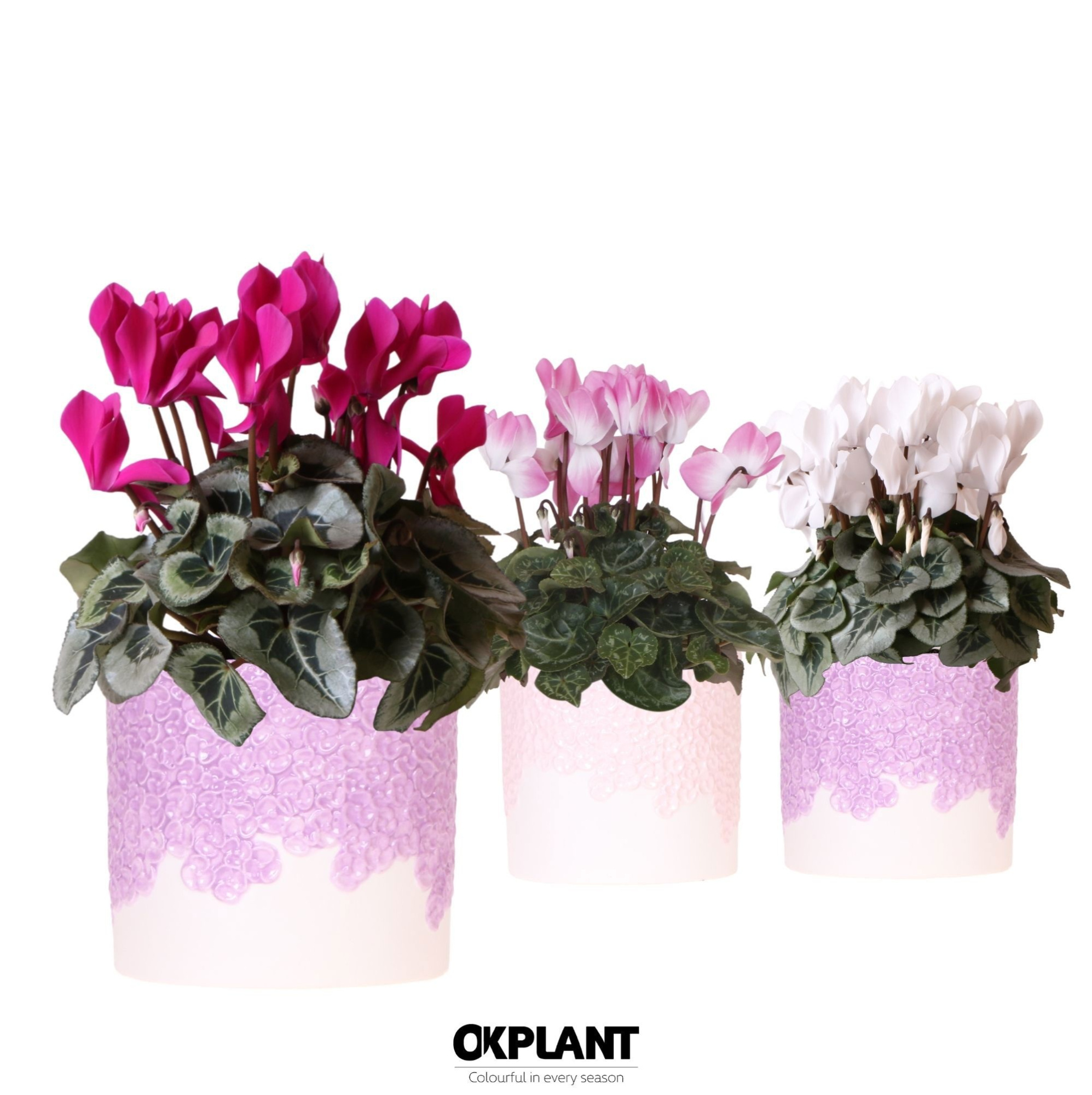 Cyclamen mix in Bloom pot lila mix, D 12 cm