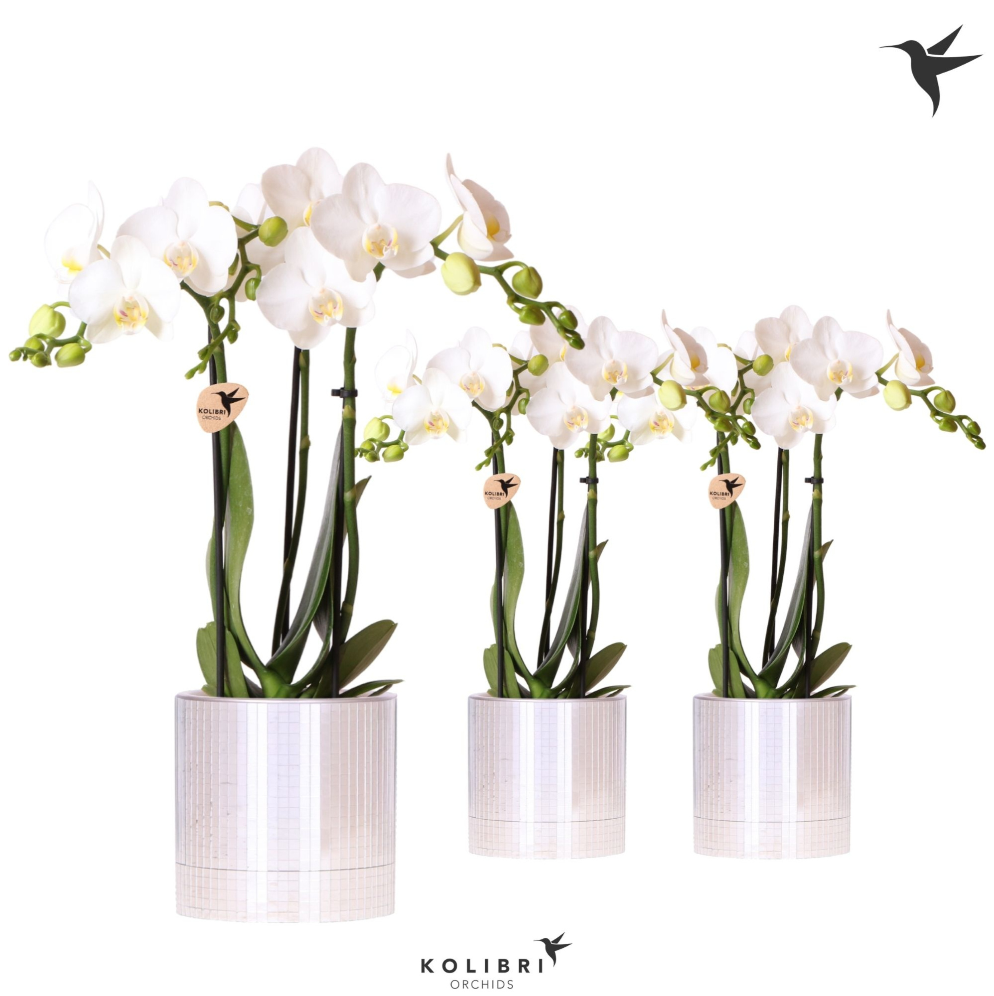 Kolibri Orchids Phalaenopsis white 3 spike in Disco pot, D 9 cm