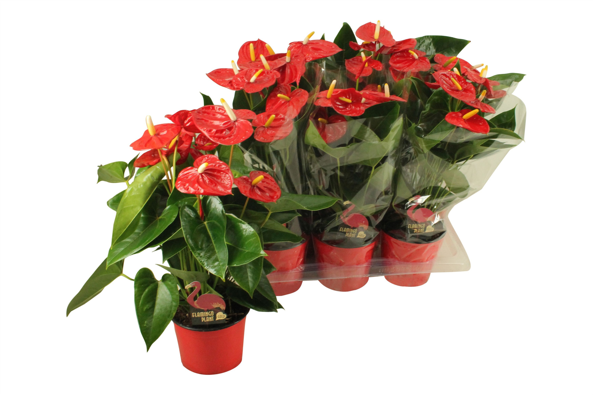 Anthurium XL.9 Jambo Red 17cm (blanco hoes), D 17 cm