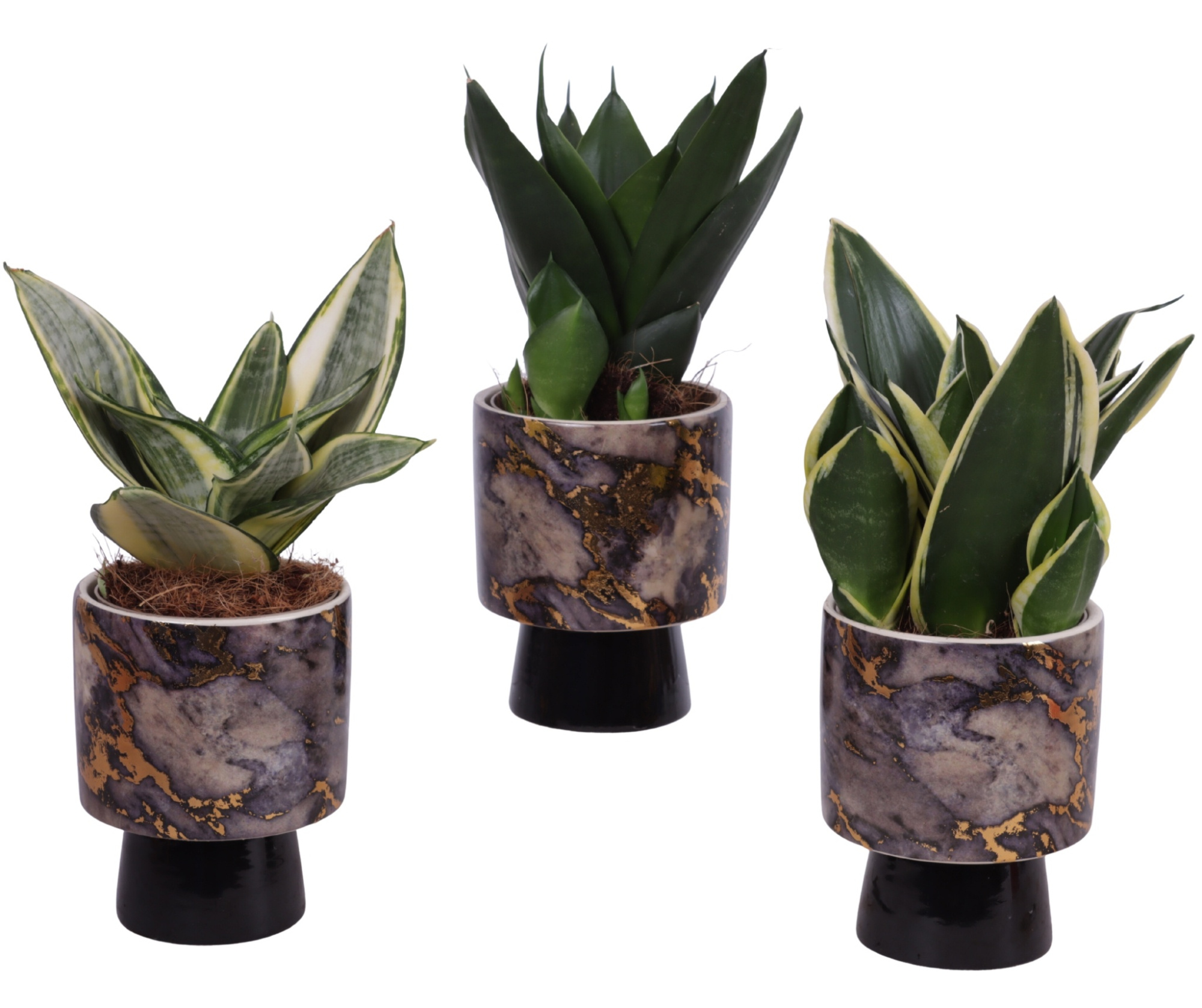Sansevieria Compacta mix Ø09cm in Ø10cm Ceramic PL672, D 10
