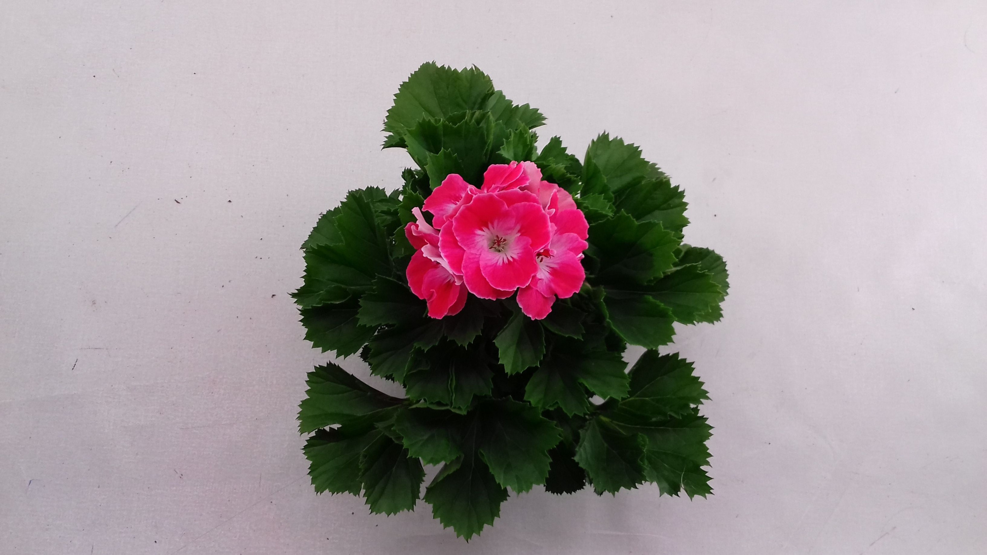 Pelargonium Grand Sunrise, D 12