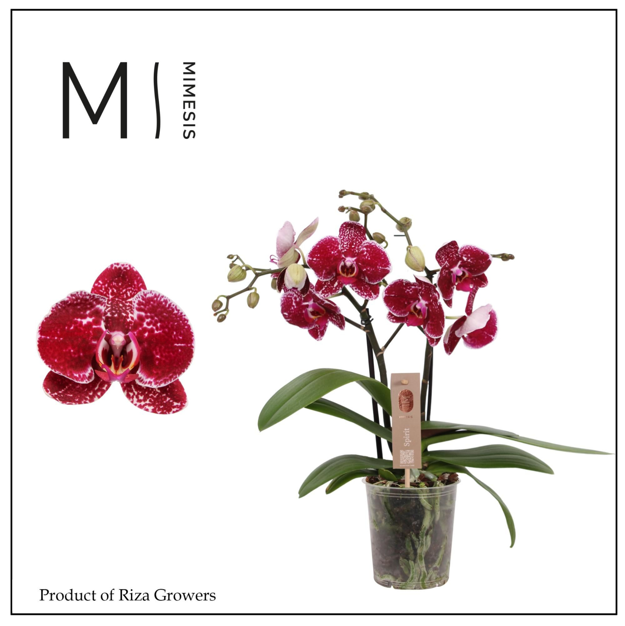 Phalaenopsis Spirit Red 2 spike - 12cm | Mimesis, D 12 cm