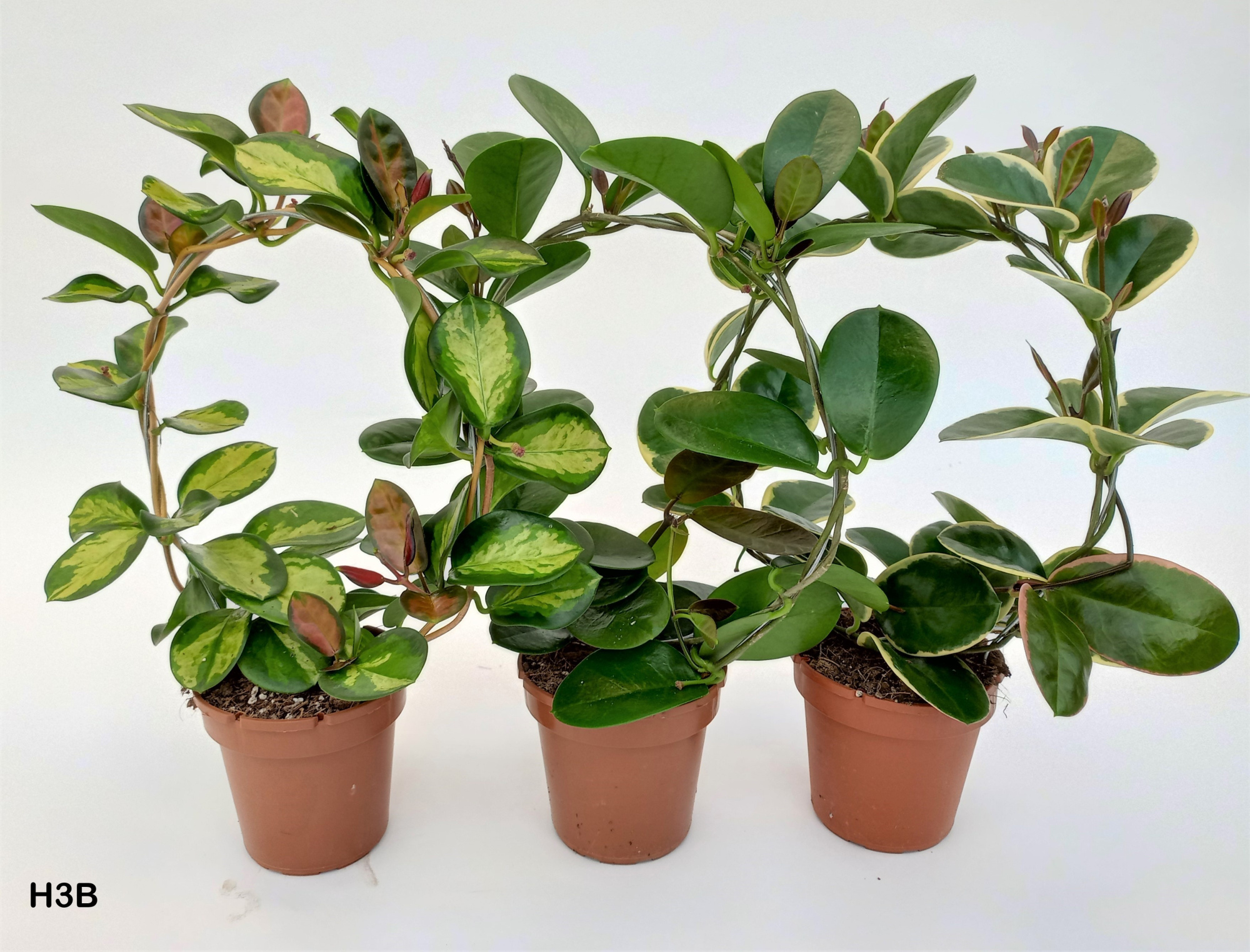 Hoya Boog Mix 3 sorten, D 12 cm