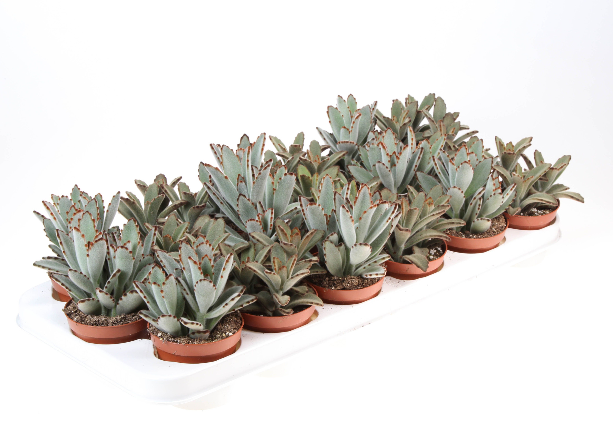 Kalanchoe Tomentosa mix, D 8,5