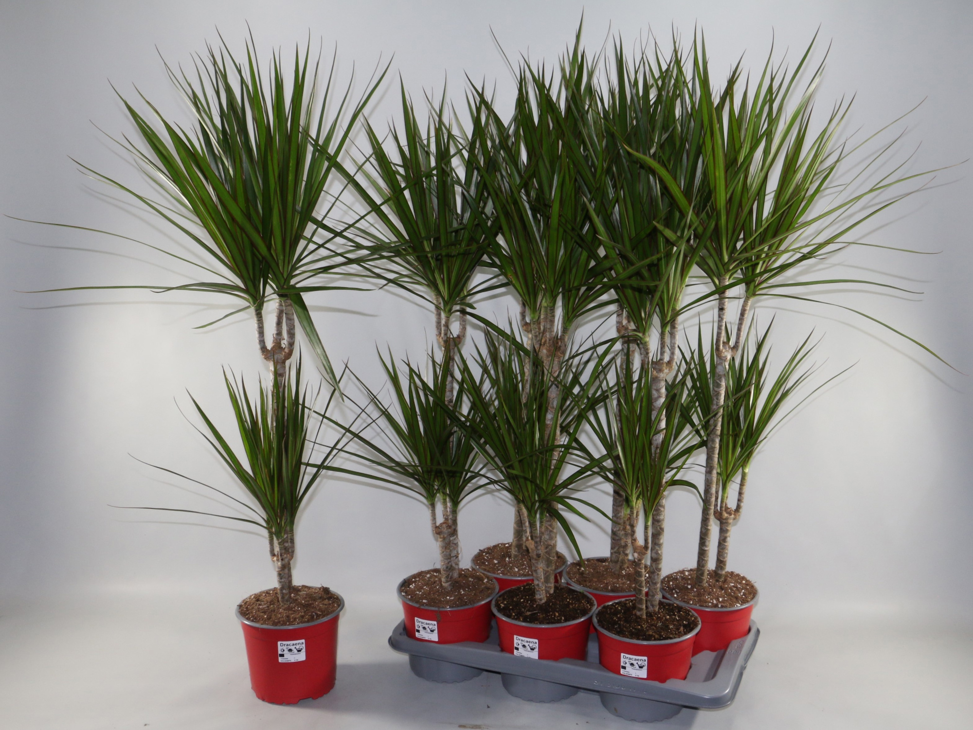 dracaena Magrinata Stam 3+ kop, D 17