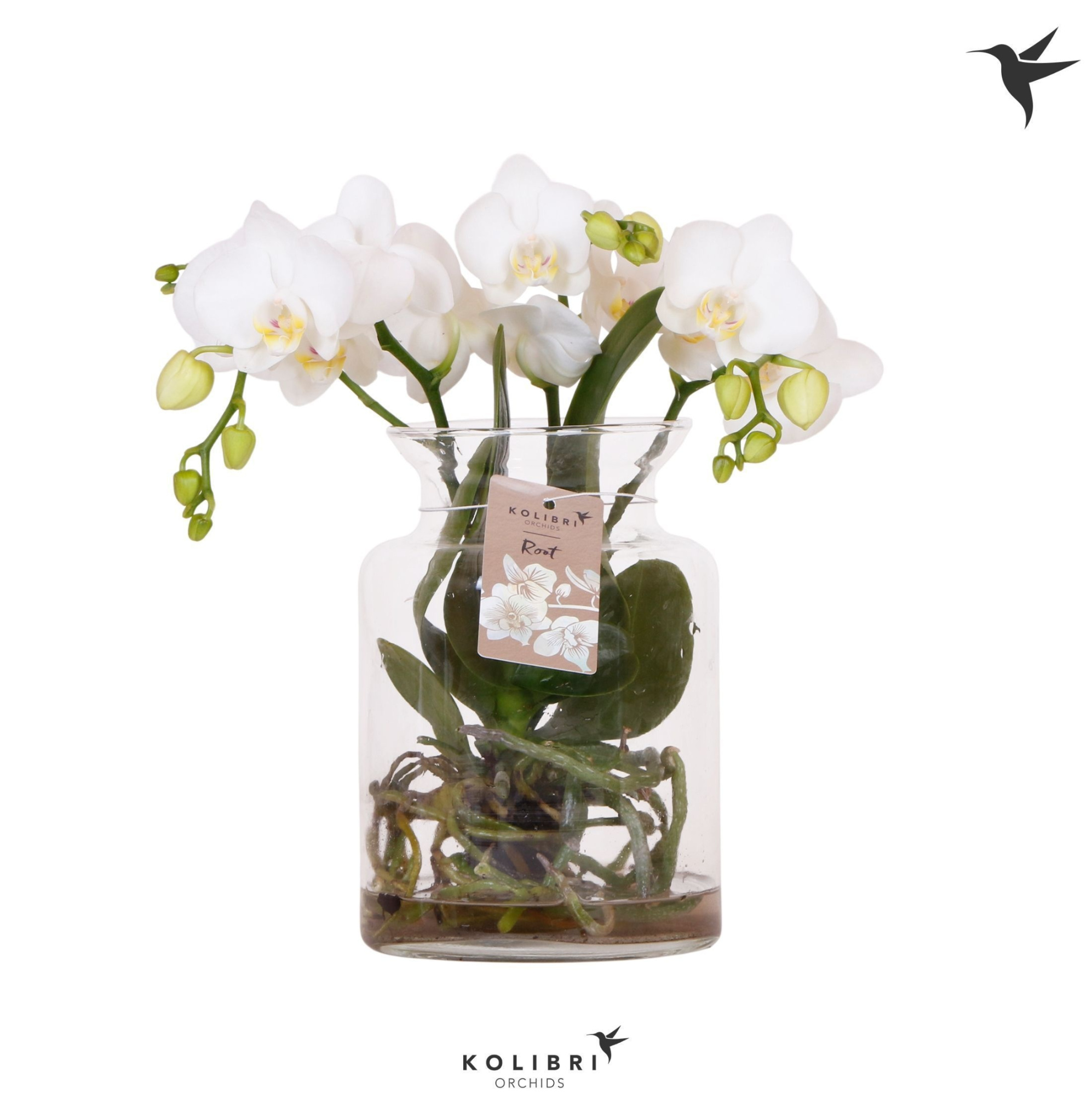 Kolibri Orchids Phalaenopsis Roots white in glas stolp transp., D 16 cm