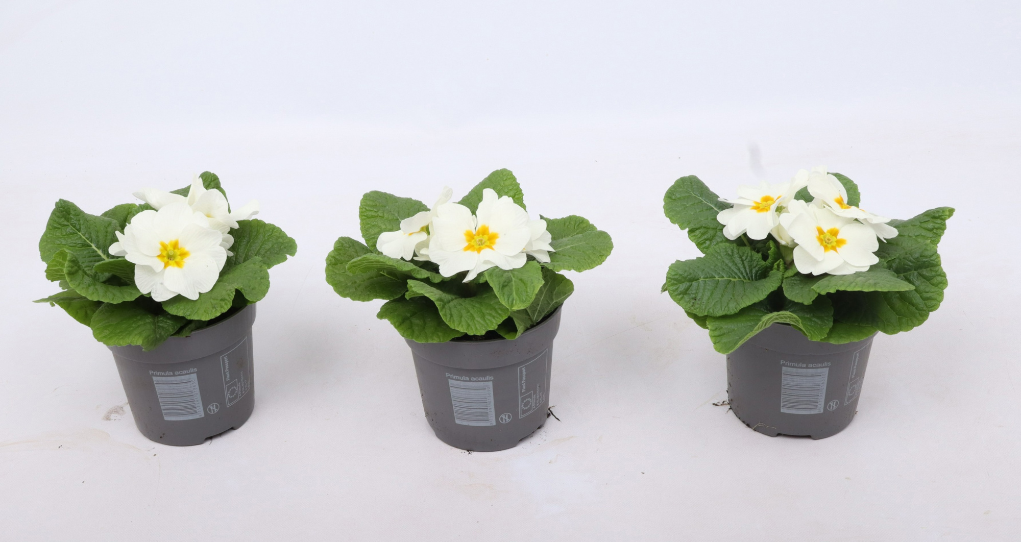 Primula ac. 'Cairo White', D 10,5