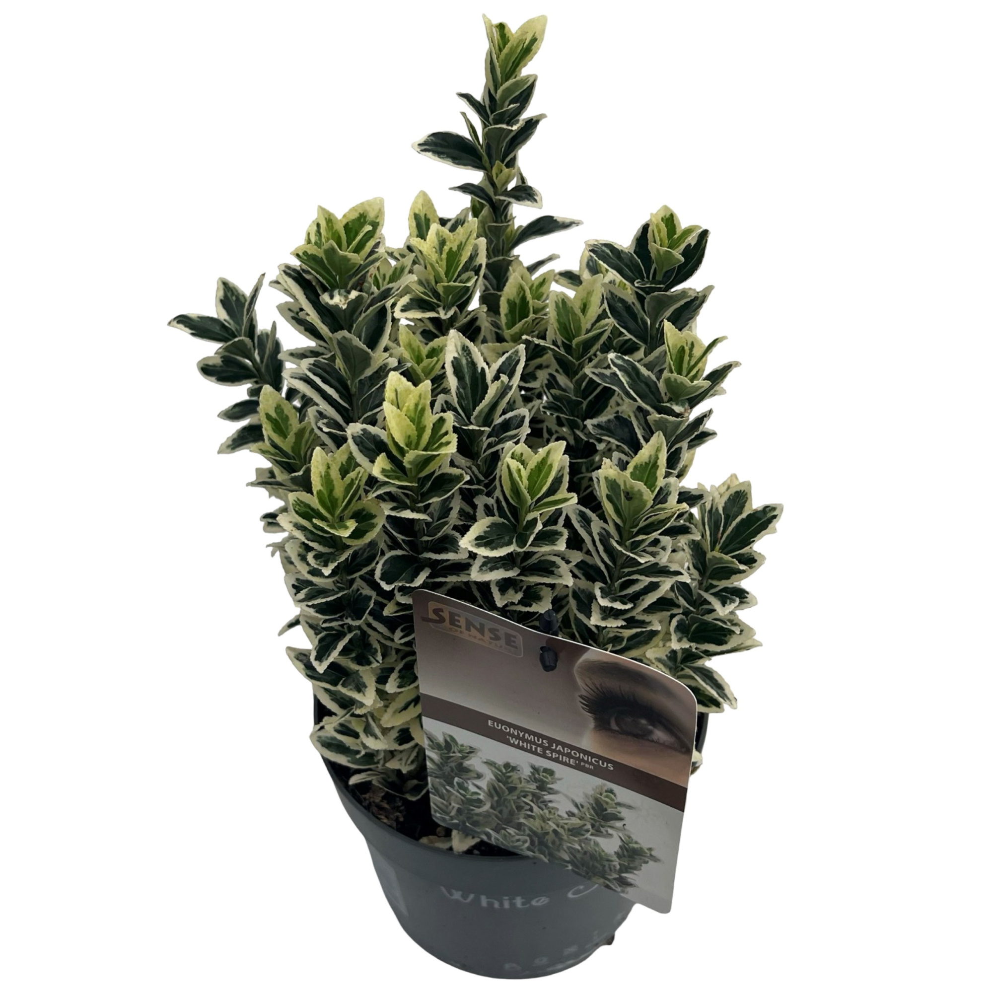 Euonymus jap. 'White Spire' ® sense, D 17