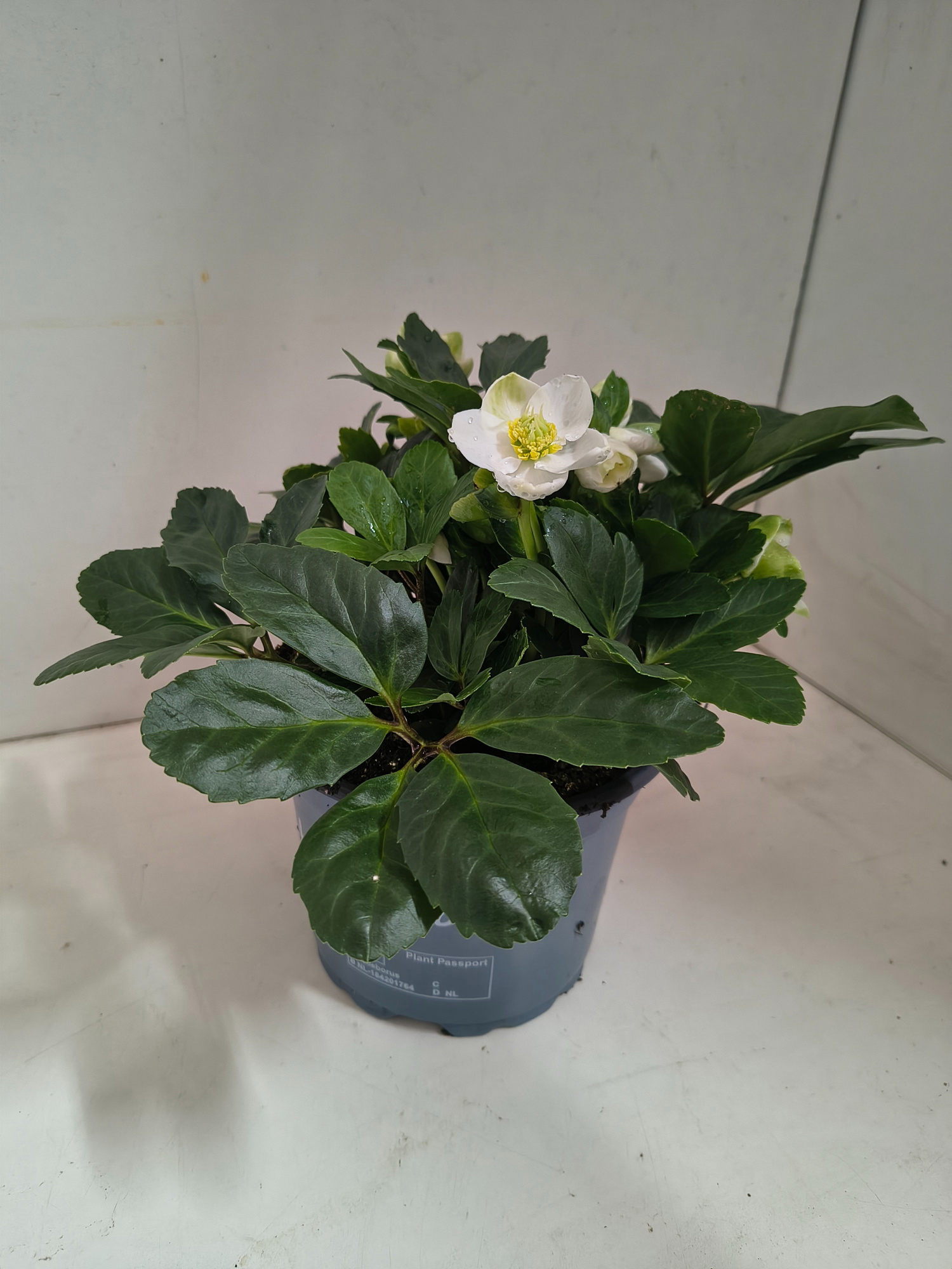 Helleborus Niger, D 17 cm