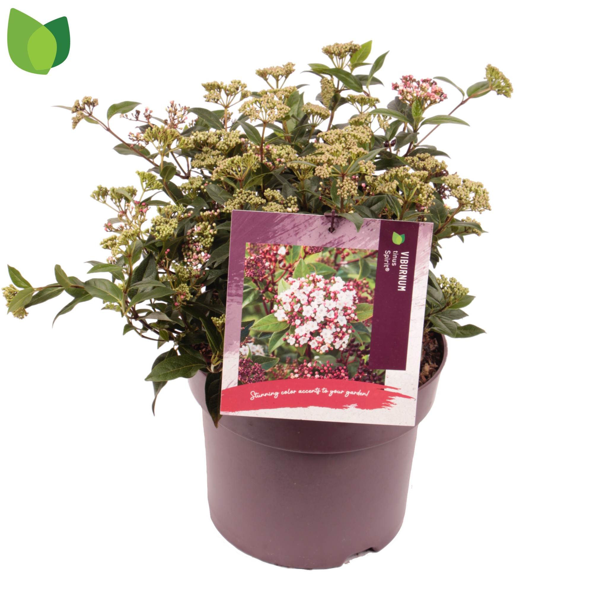 Viburnum tinus 'Spirit' C7,5/P26, D 26