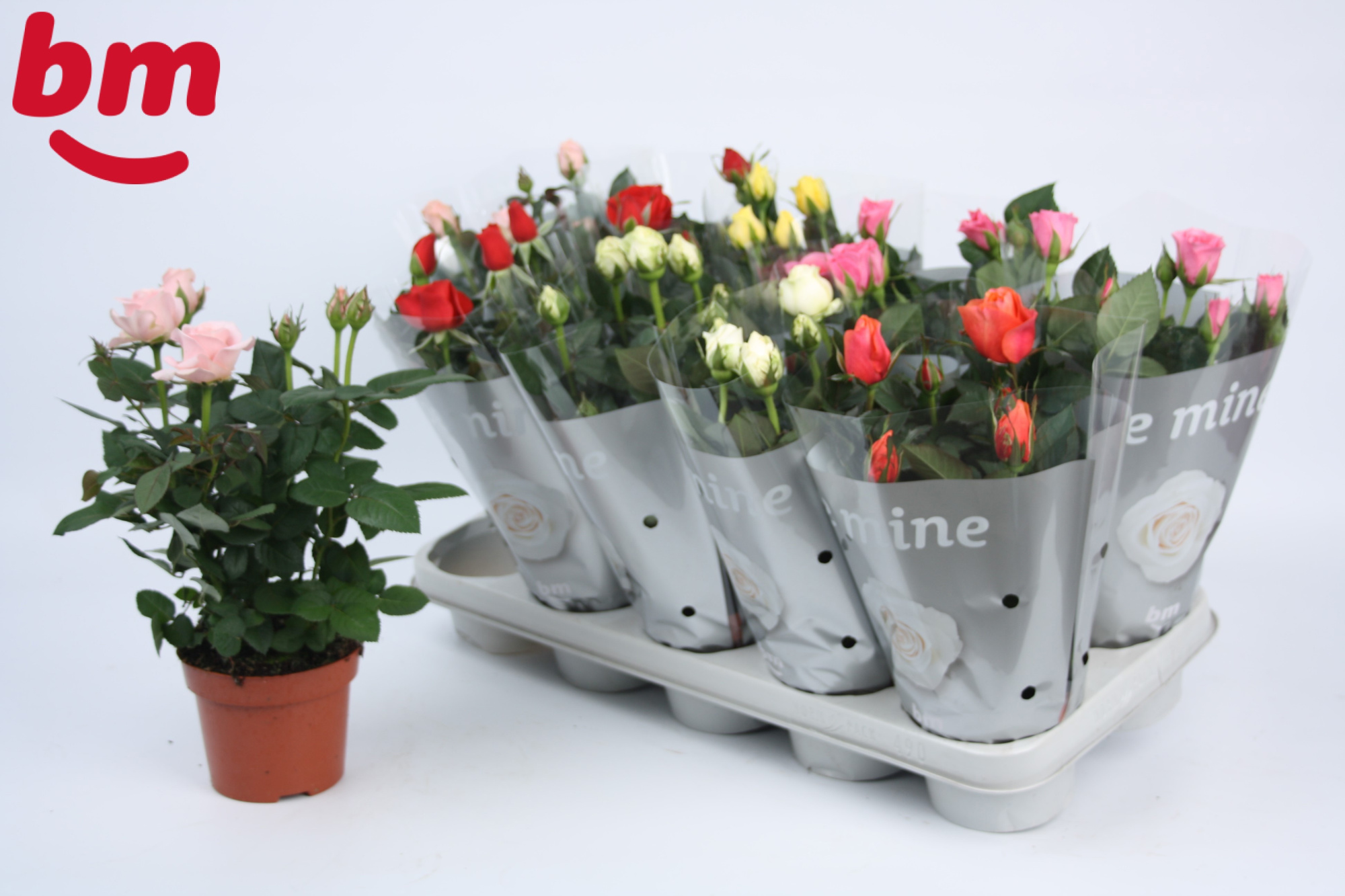 Rosa Beau Monde gemengd 12 cm, D 12