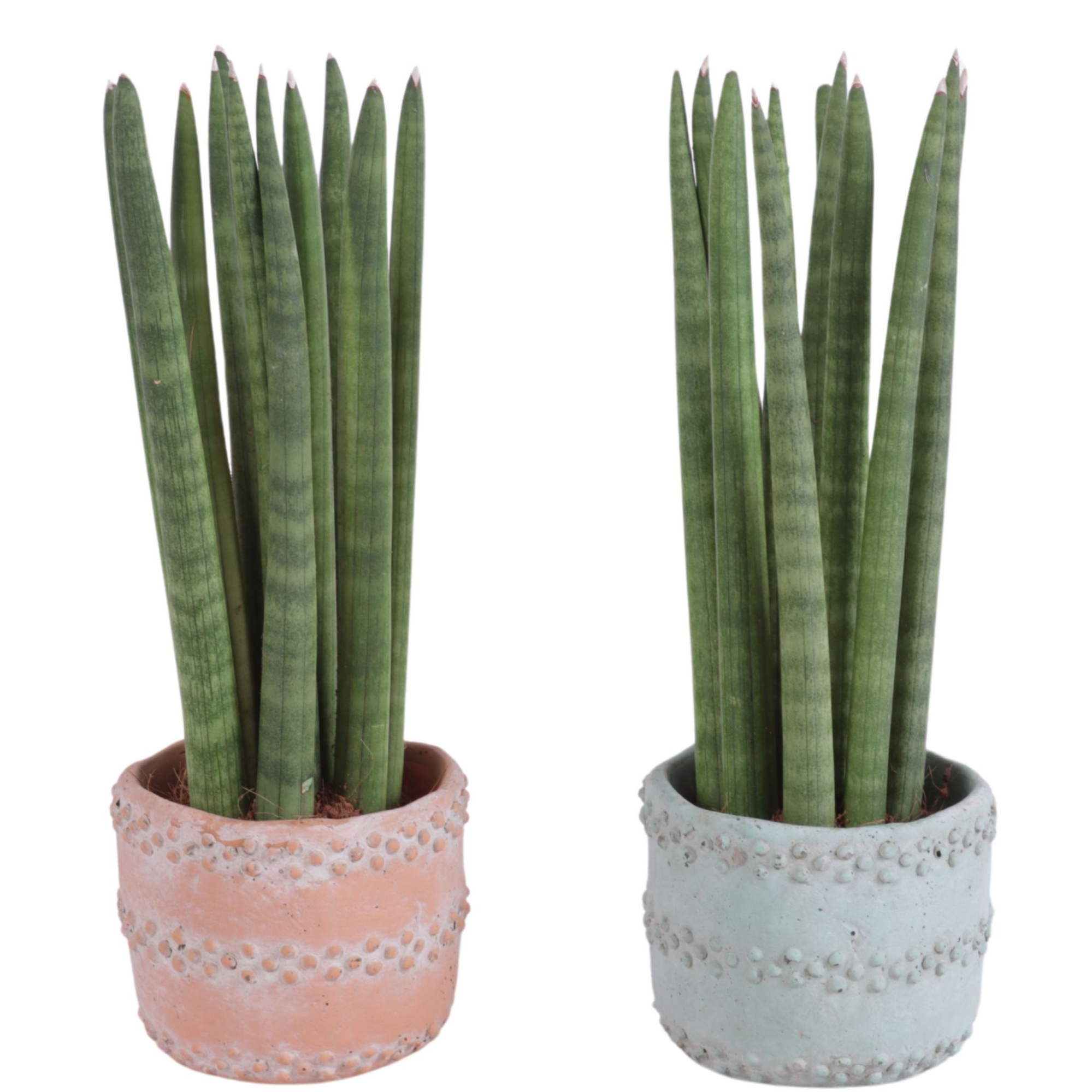 Sansevieria Cylindrica Straight 11 Leaf in Ø10cm Ceramic, D 11 cm