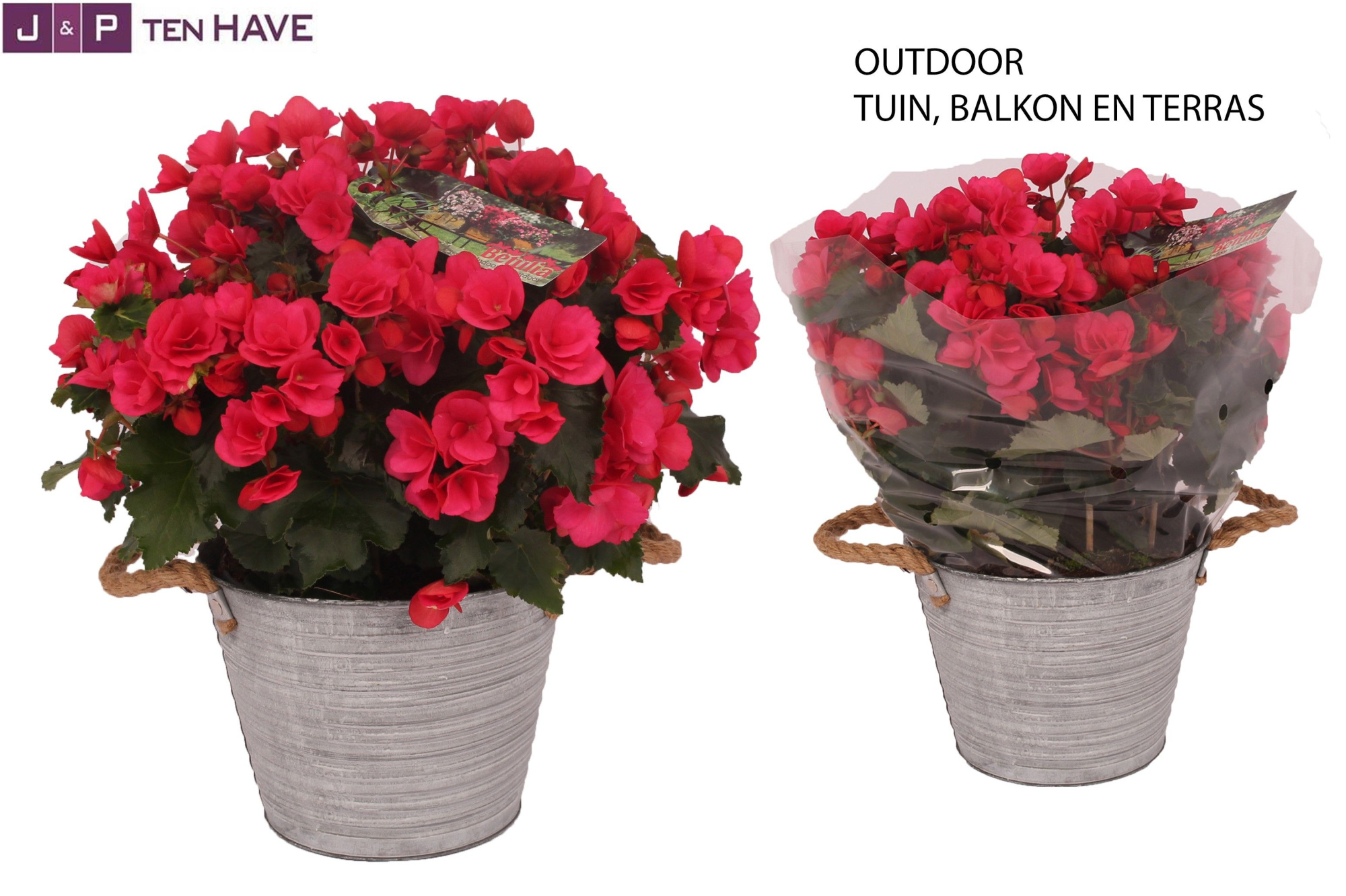 Begonia ''Betulia Pink'' Outdoor in Zink Sierpot, D 19