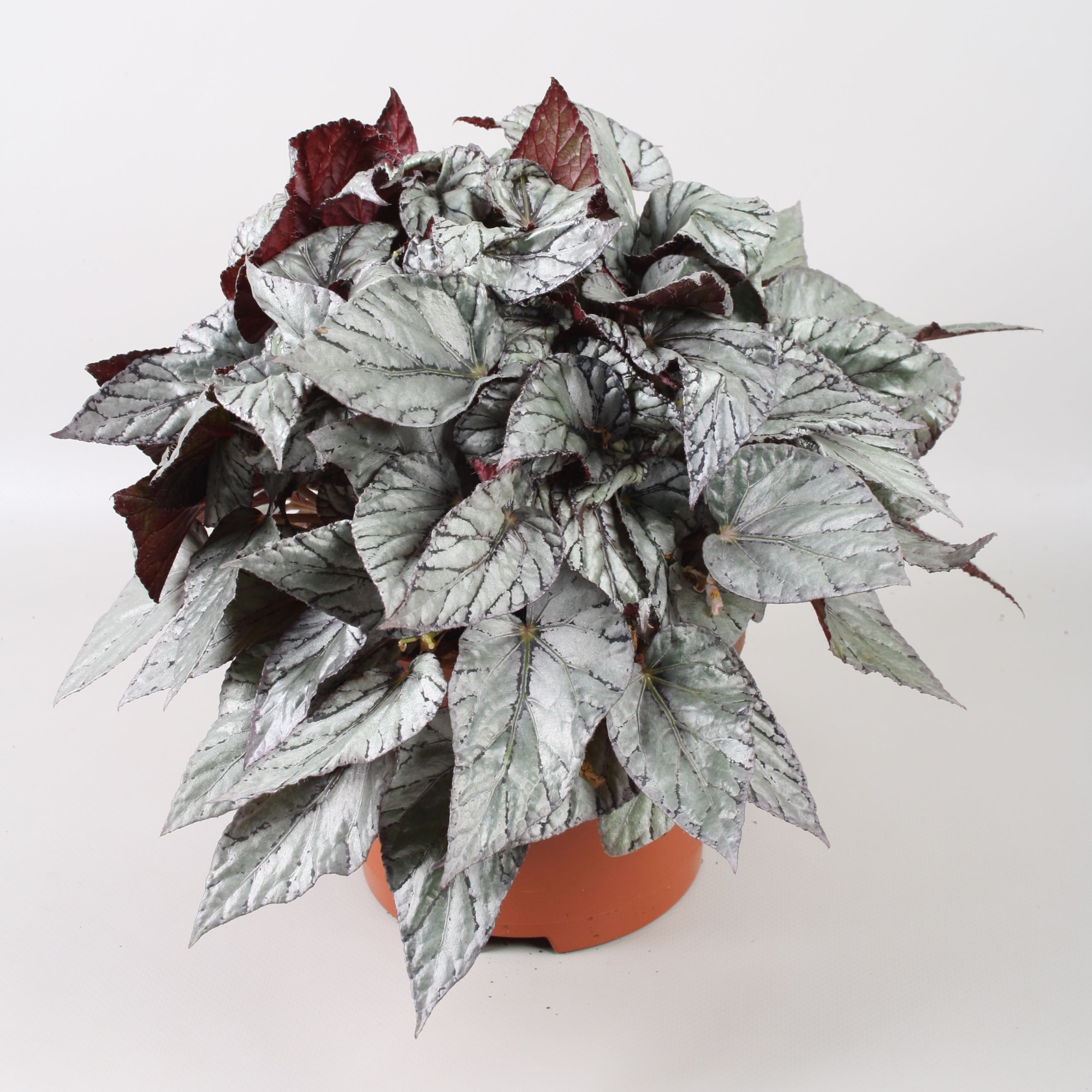 Begonia Beleaf Arctic Breeze, D 17 cm