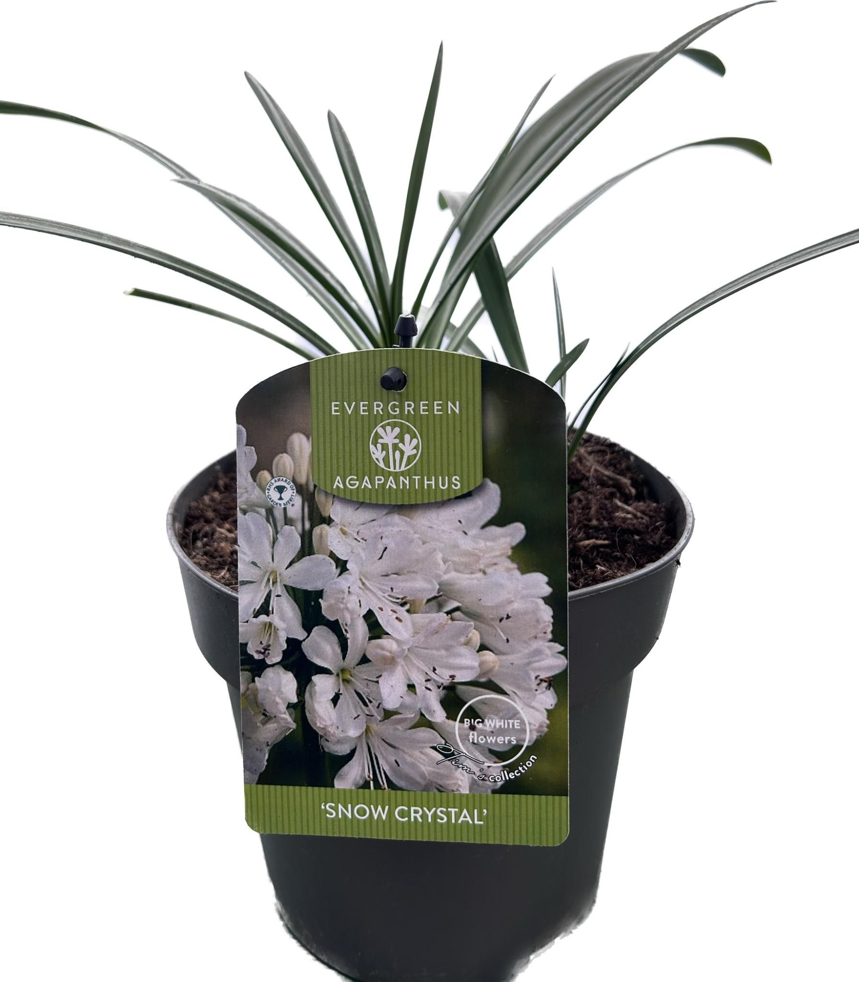 Agapanthus 'Snow Crystal' P17 EVERGREEN, D 17