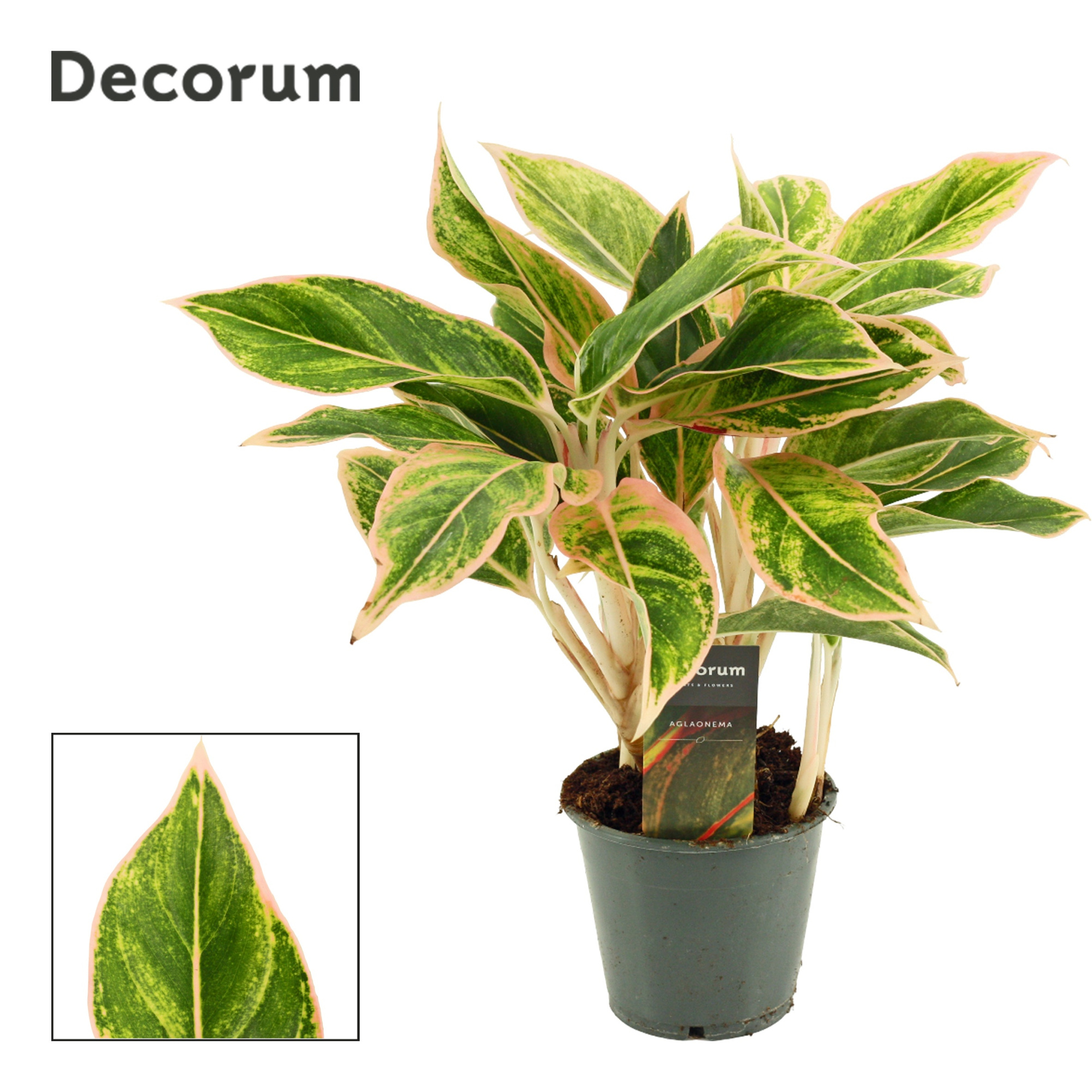 Aglaonema Lipstick Pink 12 cm (Decorum), D 12 cm