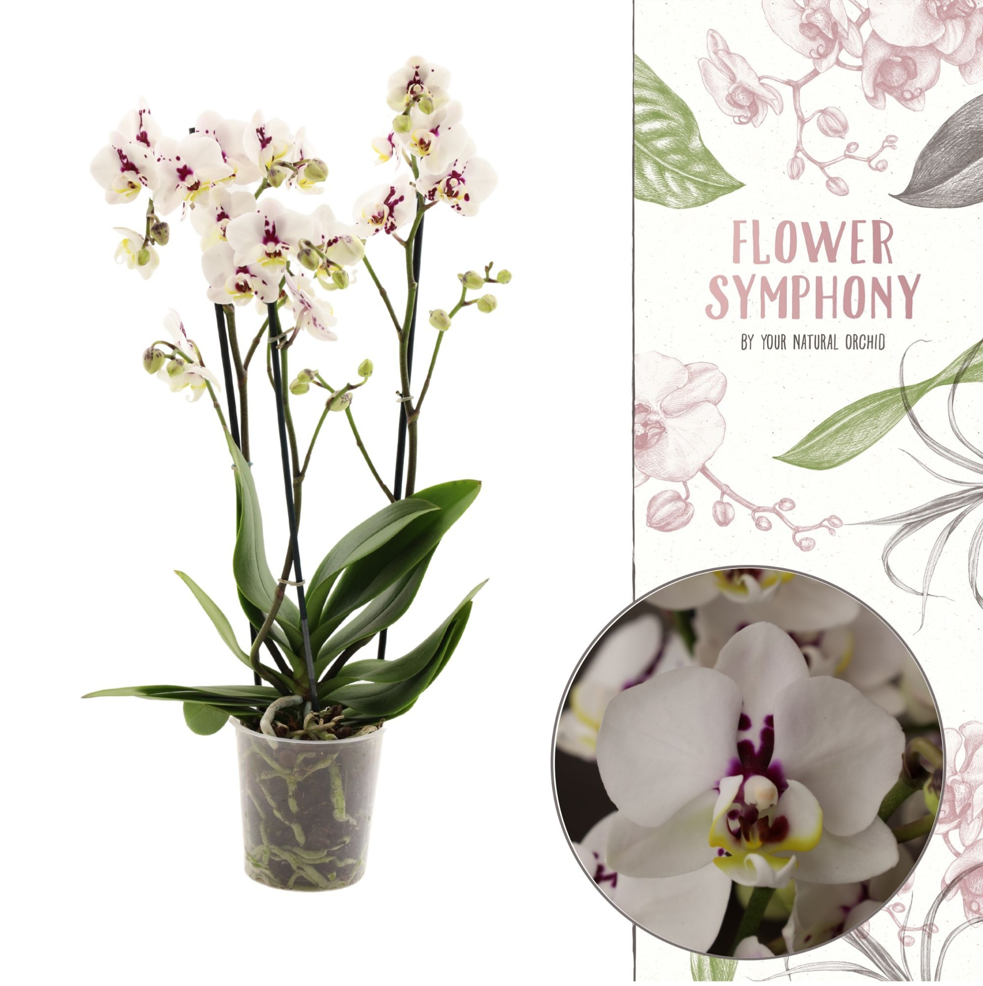 Flower Symphony | 110138 | Phalaenopsis 3 spike, D 12