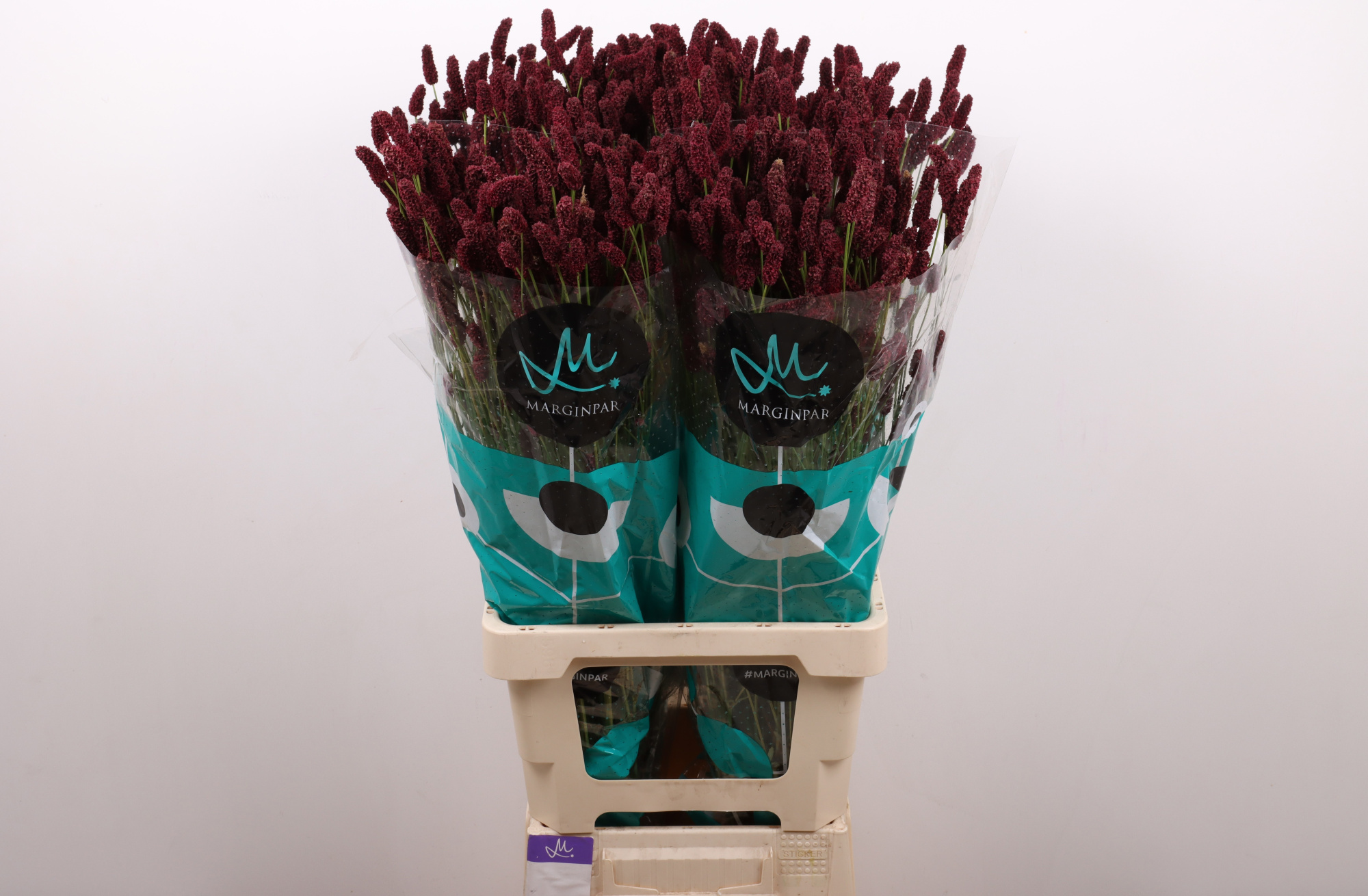 Сангисорба Официналис Биг Дрим 80, шт.