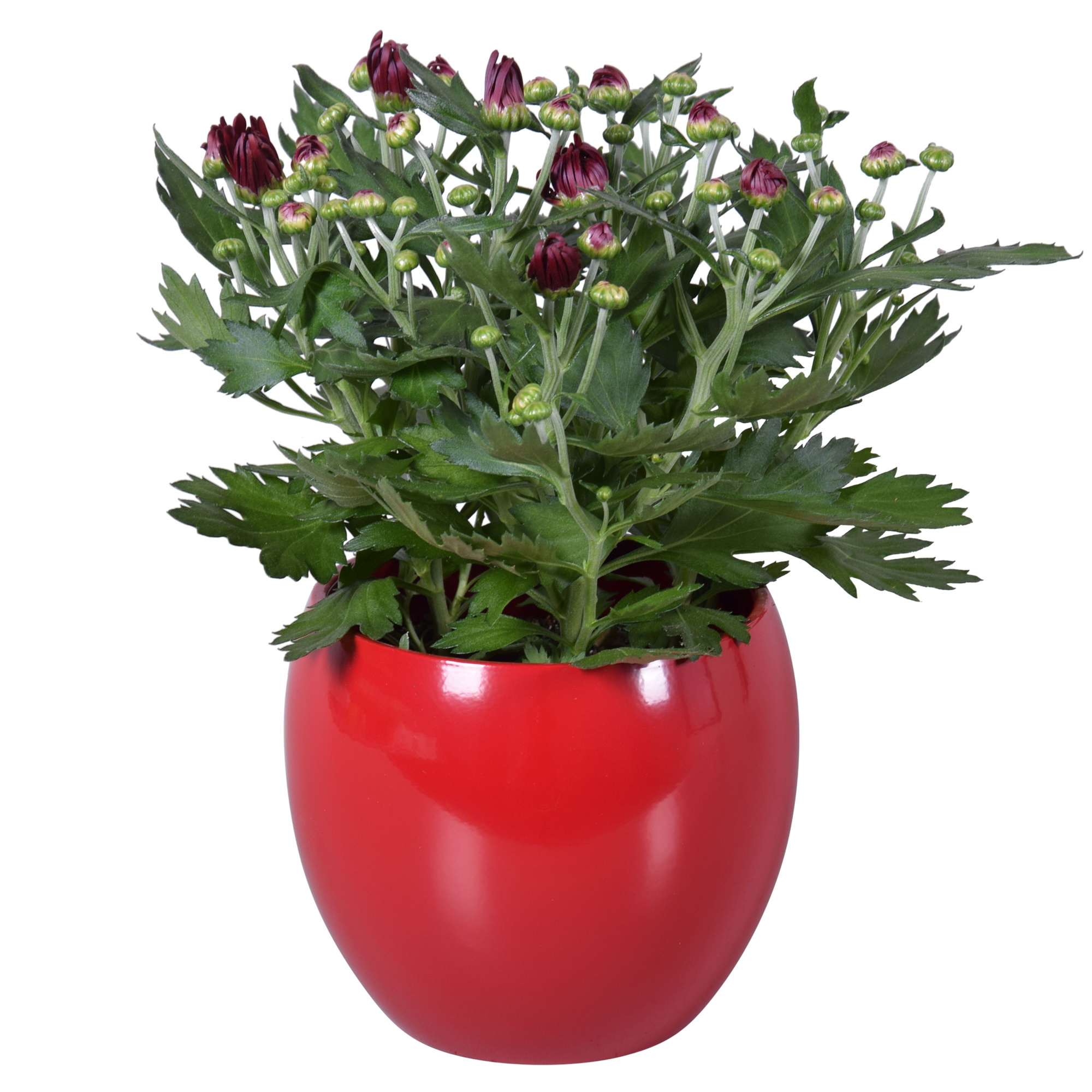 Chrysanthemum in Rood "Lisa" keramiek, D 14 cm