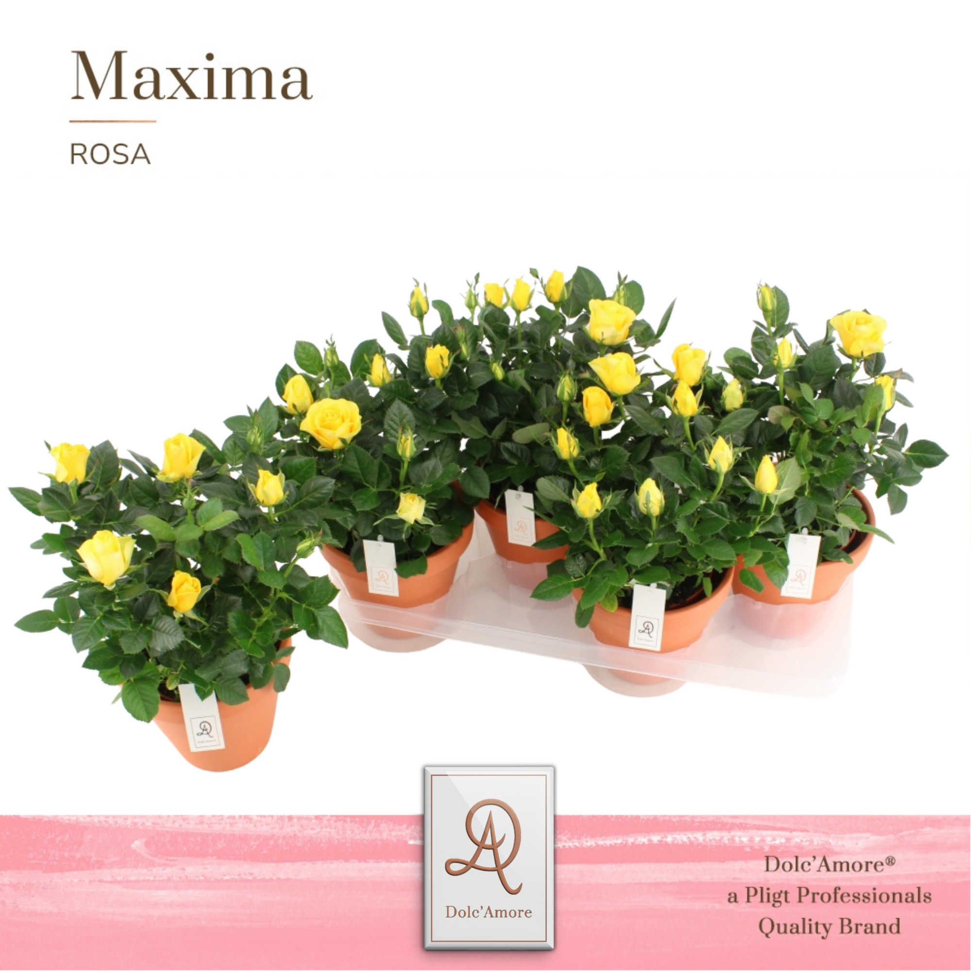 Potroos Infinity Yellow P14 Dolc'Amore® Terracotta Keramiek, D 14