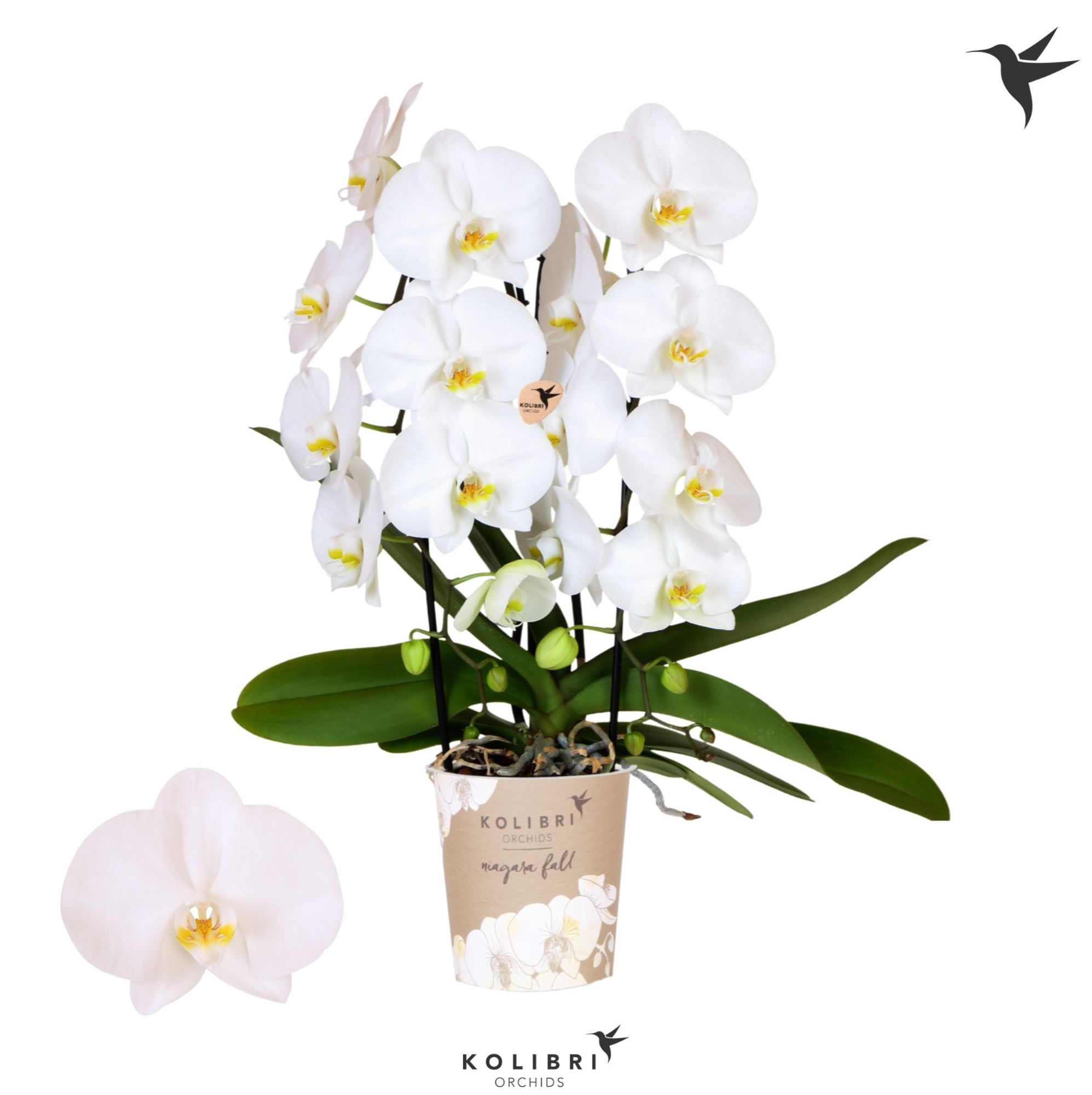 Kolibri Orchids Cascade Niagara Fall Middelbrough 2 spike, D 12