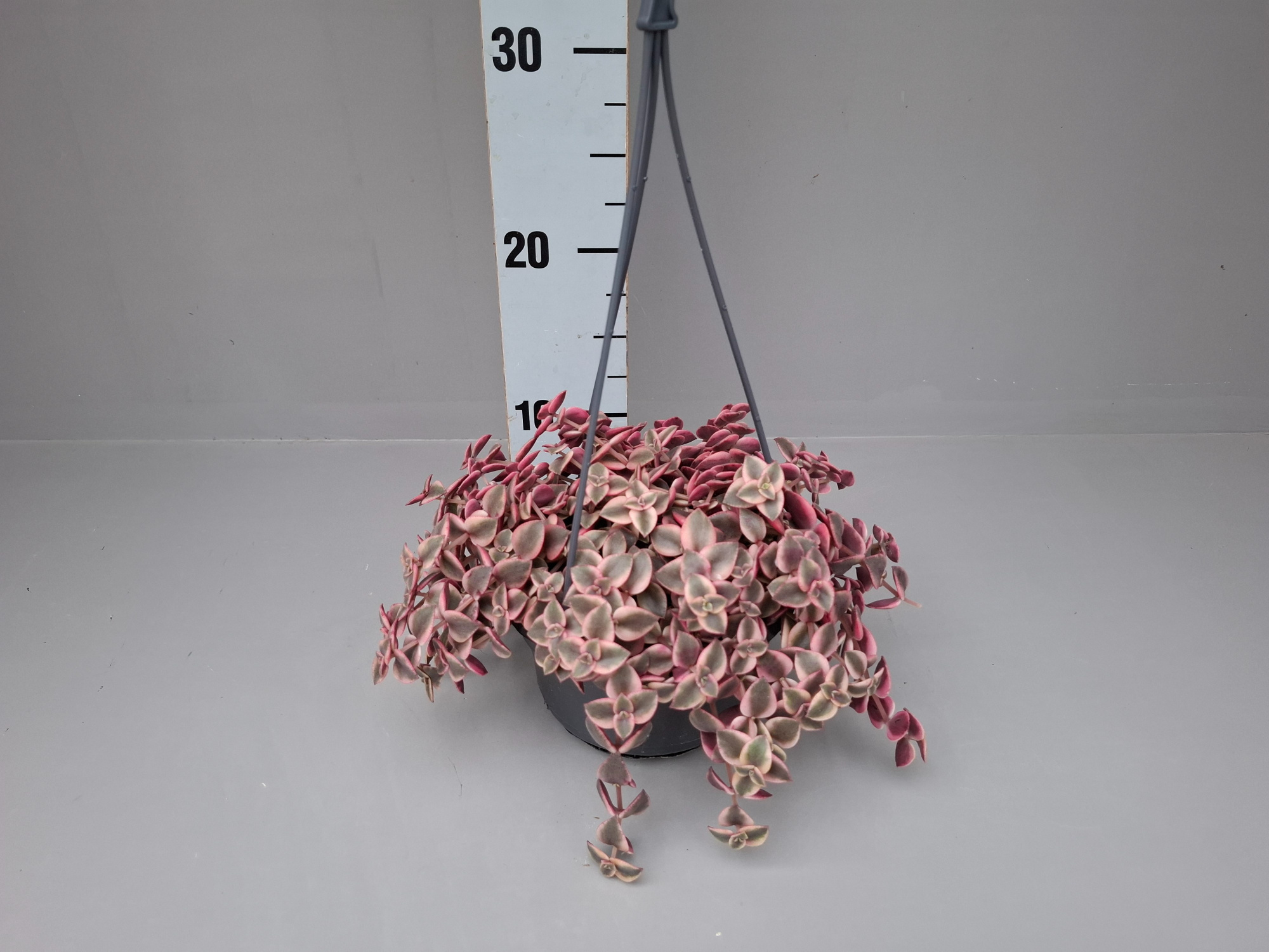 Crassula Marginalis Minuta, D 14 cm