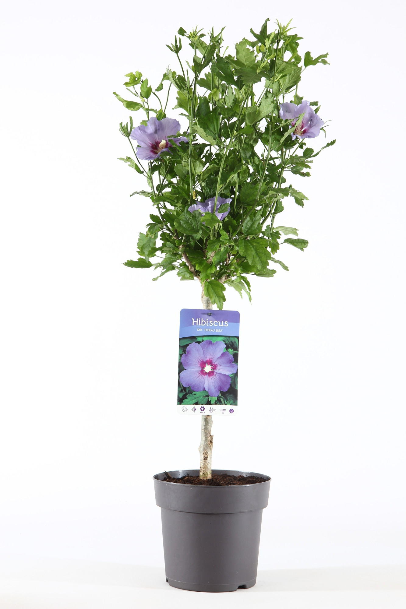 Hibiscus syr. 'Oiseau Bleu' stam 30, D 19 cm