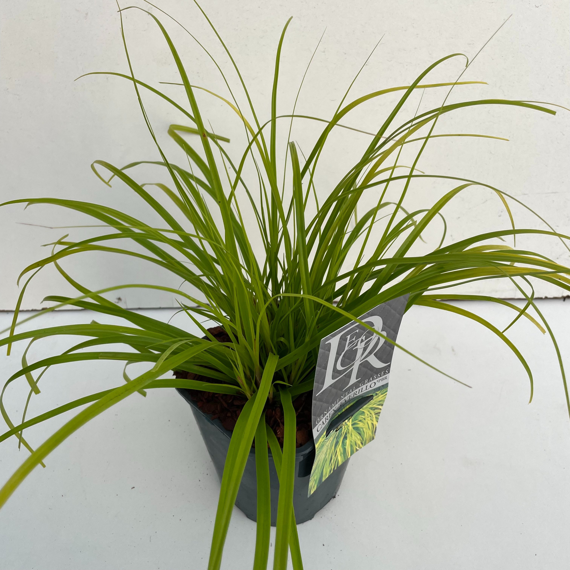 Carex 'Everillo', D 17 cm
