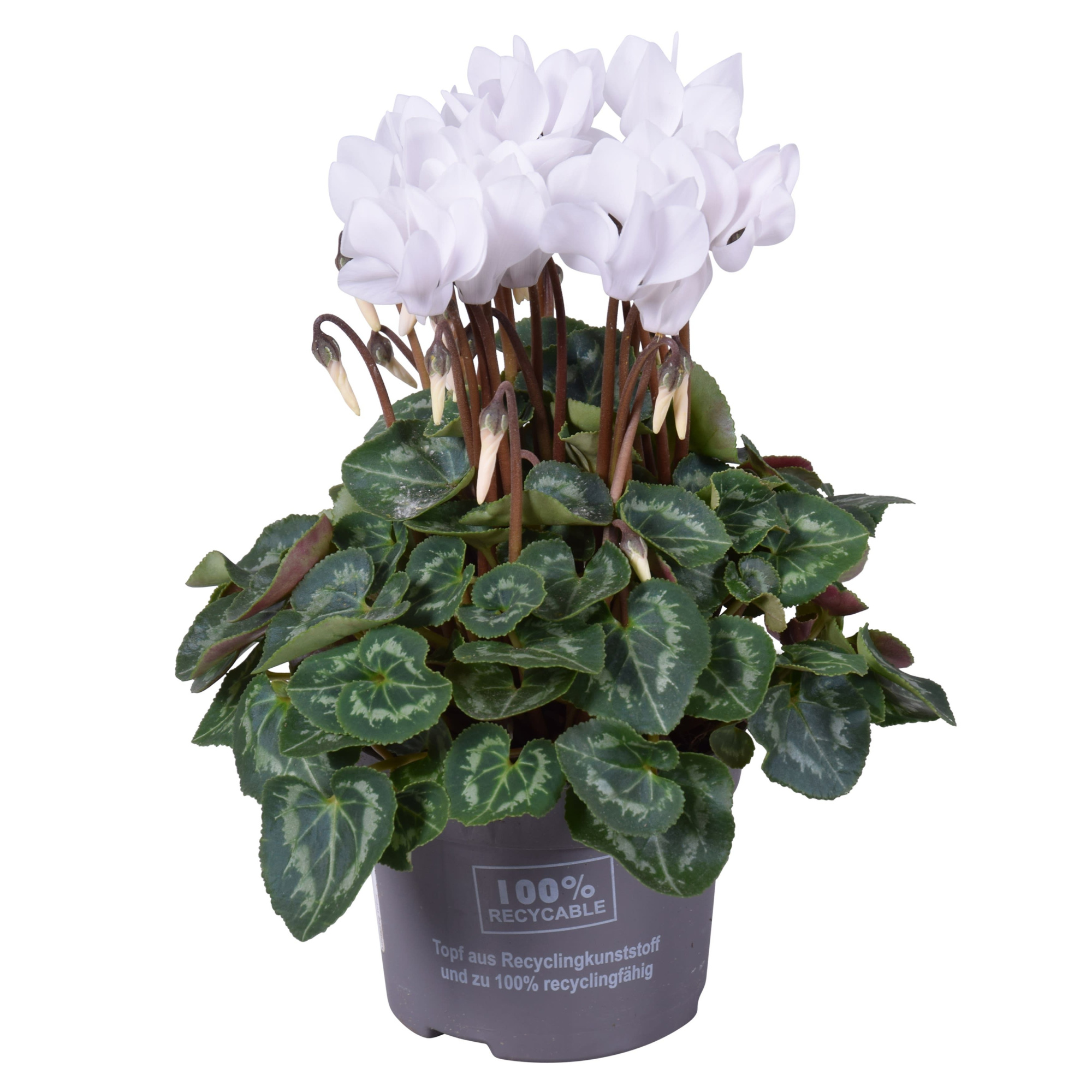 Cyclaam mini wit, D 10,5