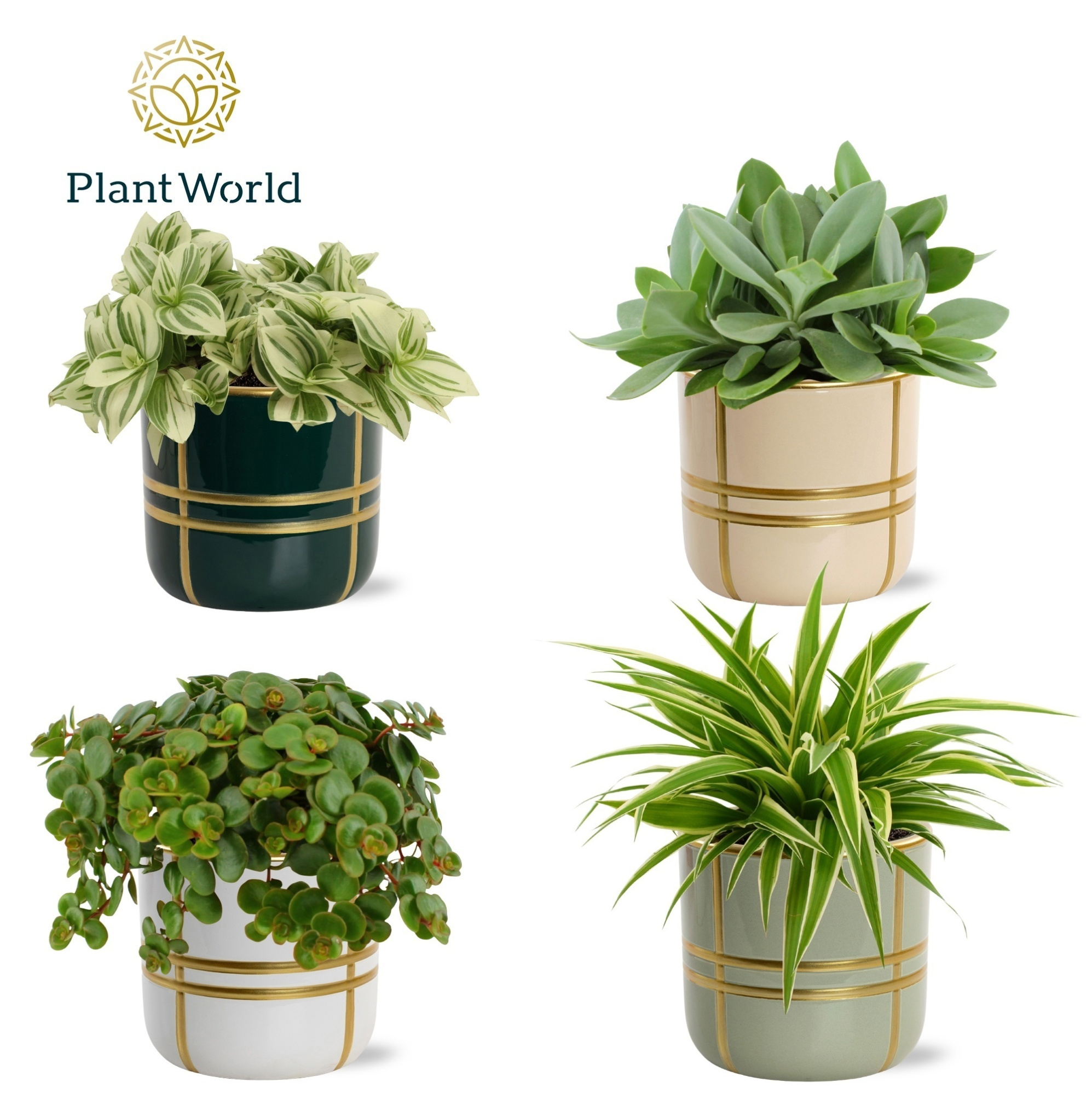 Gemengde tray 12cm in lauri pot, D 12