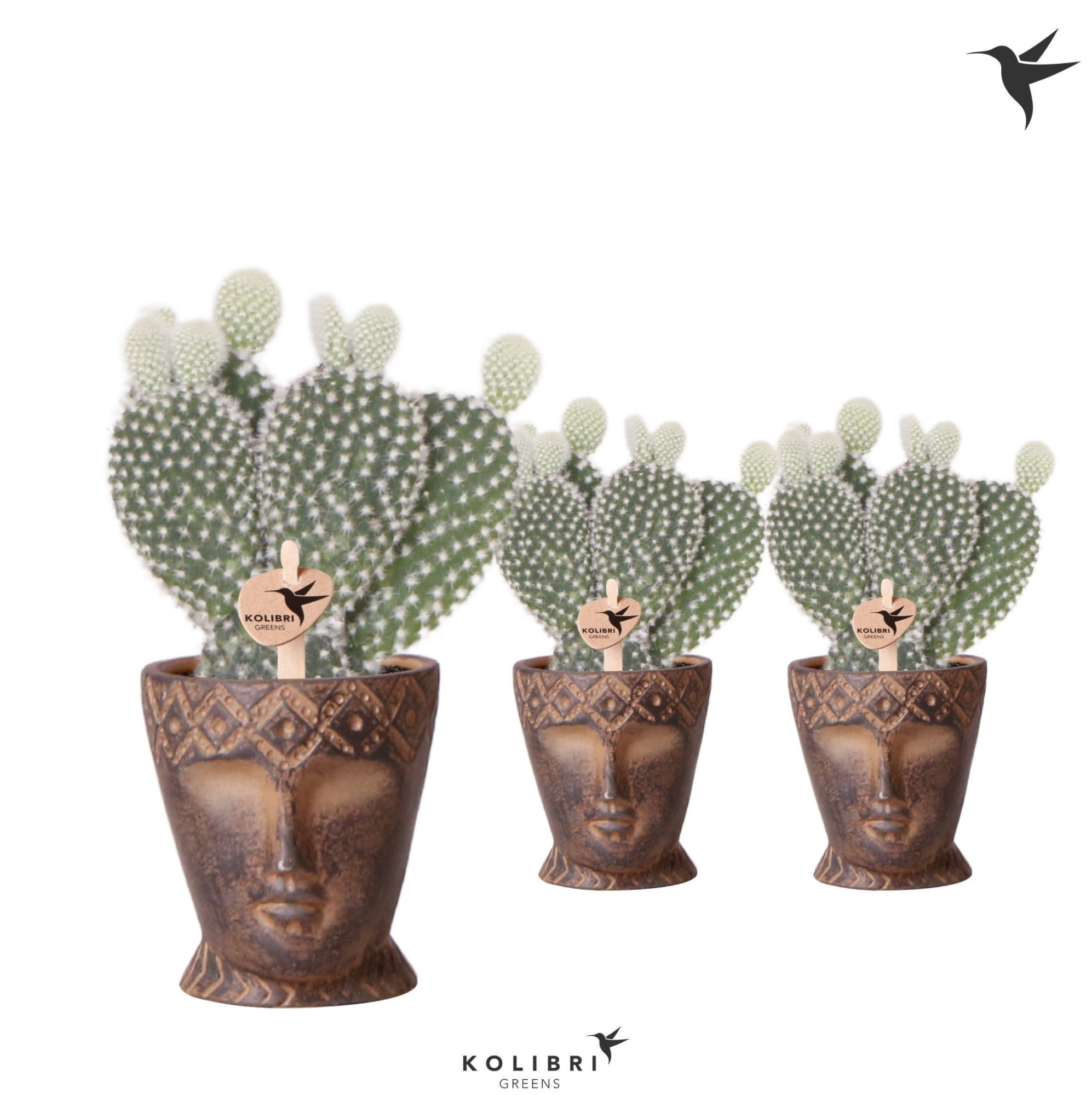 Kolibri Greens Opuntia white in Totem Mask pot, D 6 cm