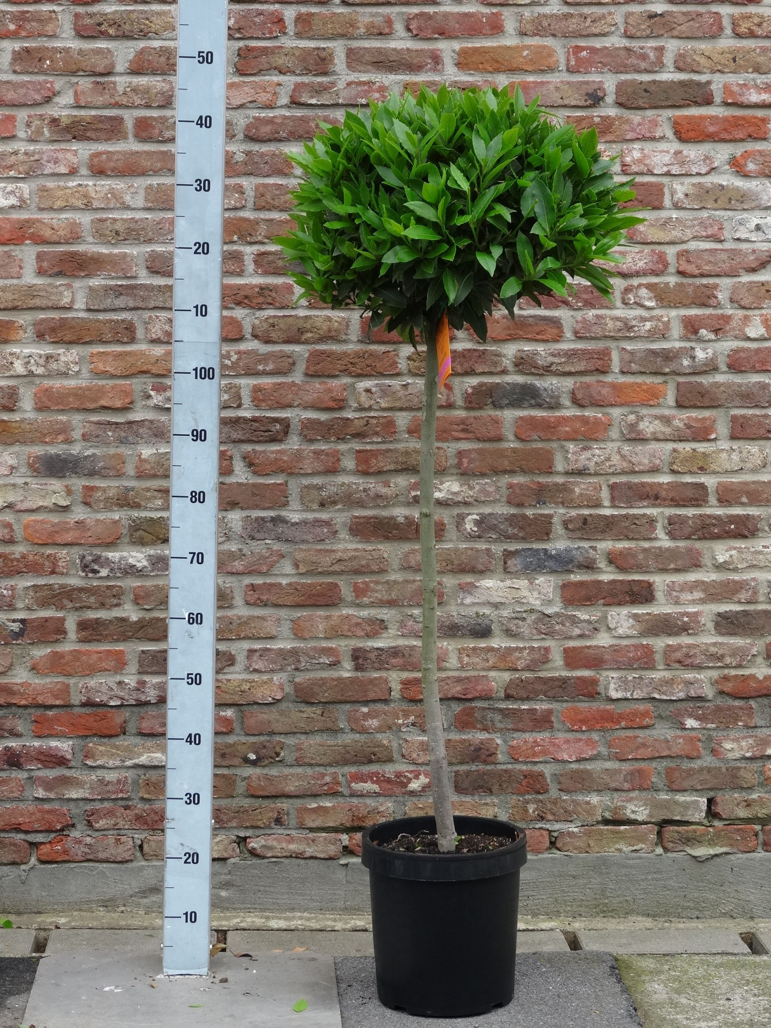 LAURUS NOBILIS BOL 3/4 STAM 45/50 P 25, D 25 cm