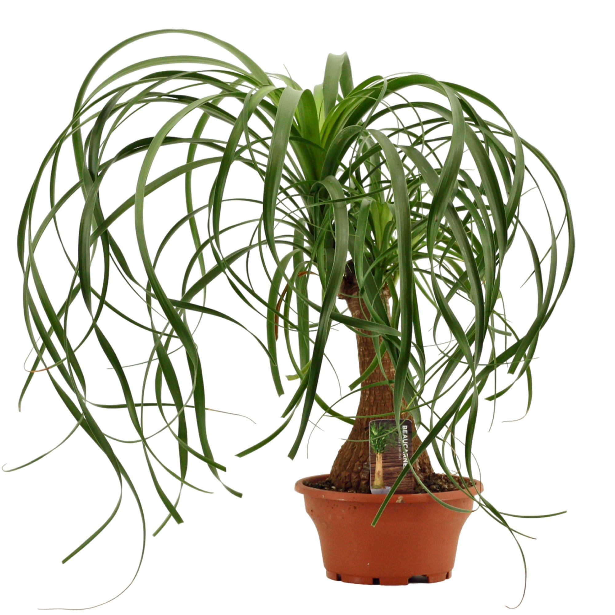 Beaucarnea A2 recht 16 cm schaal, D 16 cm