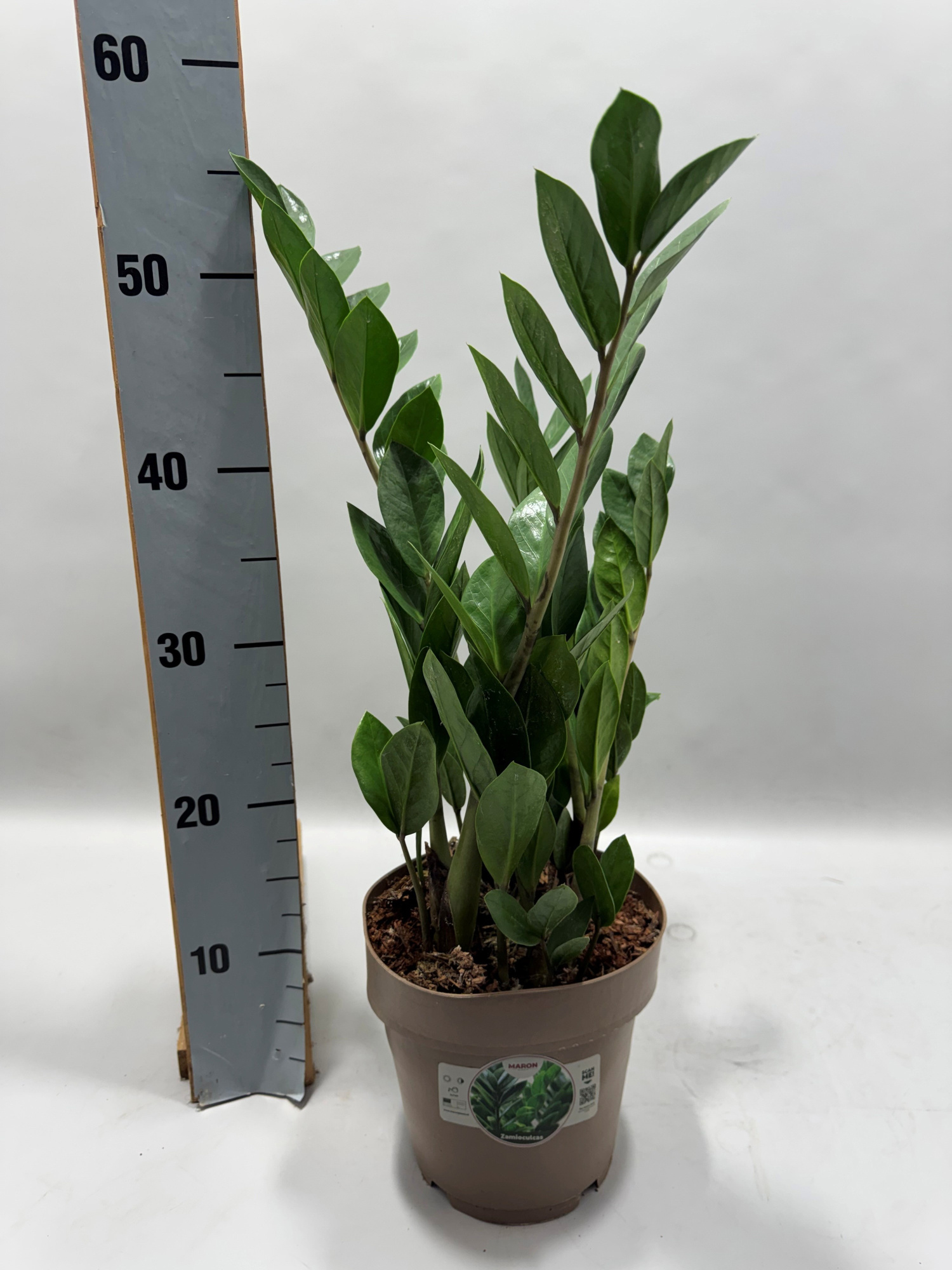 Zamioculcas P17 55cm 6+ veren, D 17