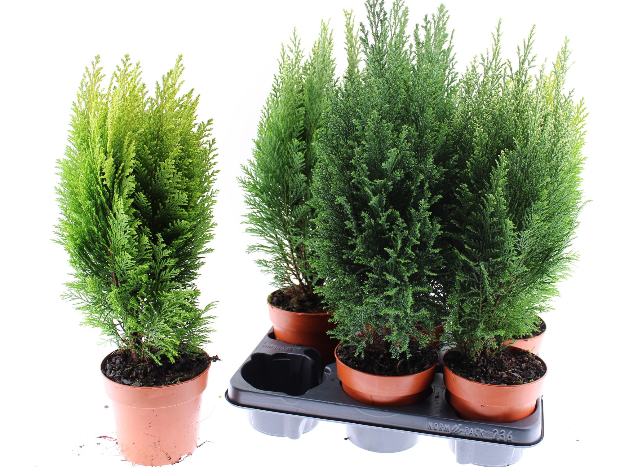 Coniferen mix 6, D 13