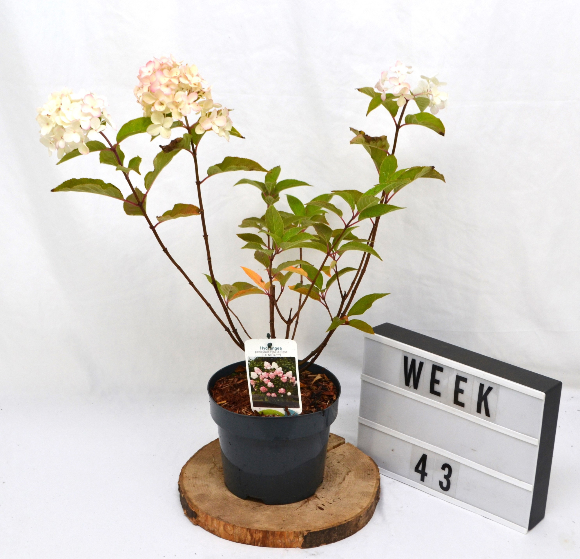 Hydrangea paniculata Living Pink & Rose C3 30-40, D 19 cm