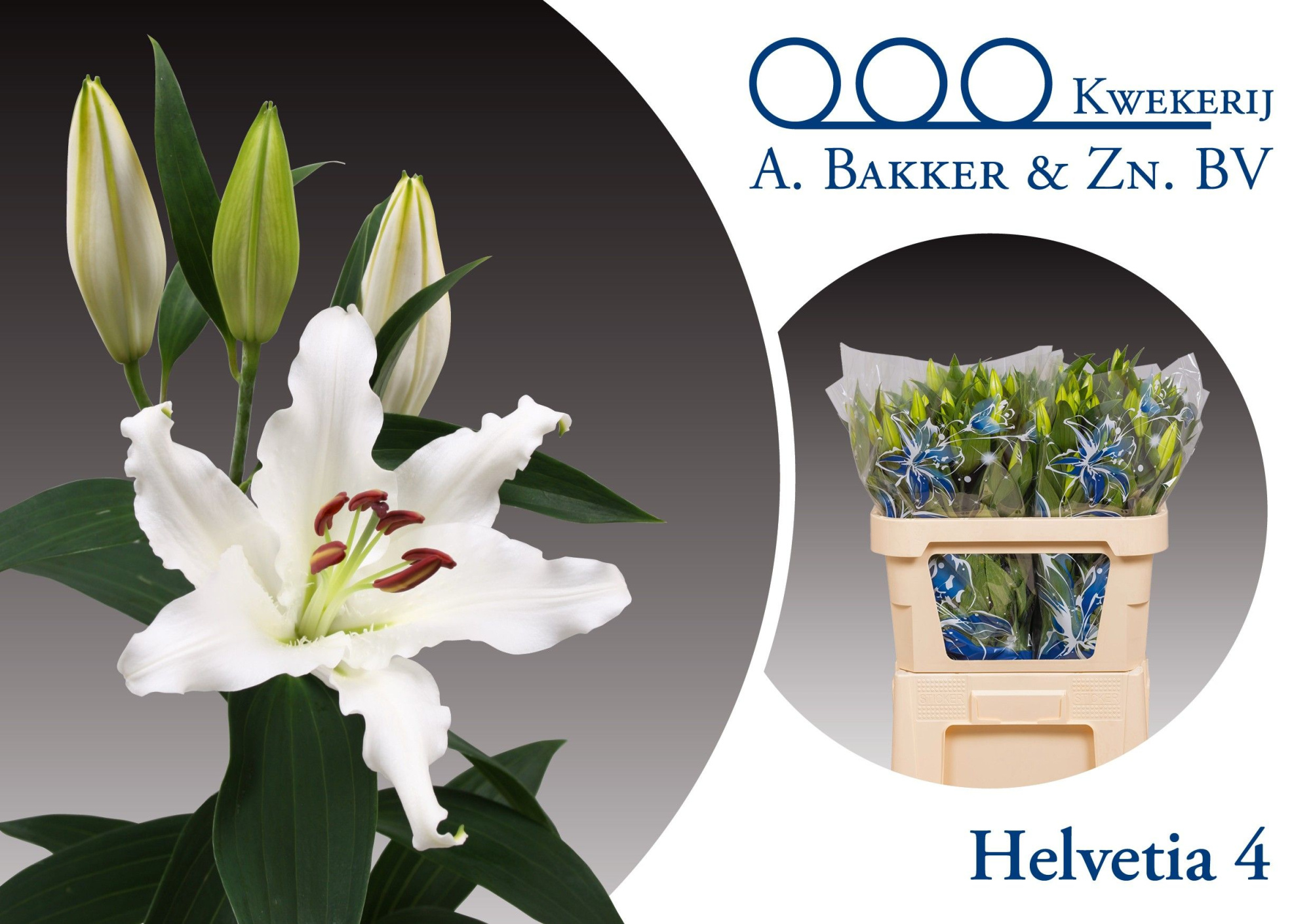 Лилия Хельветия 75, шт.