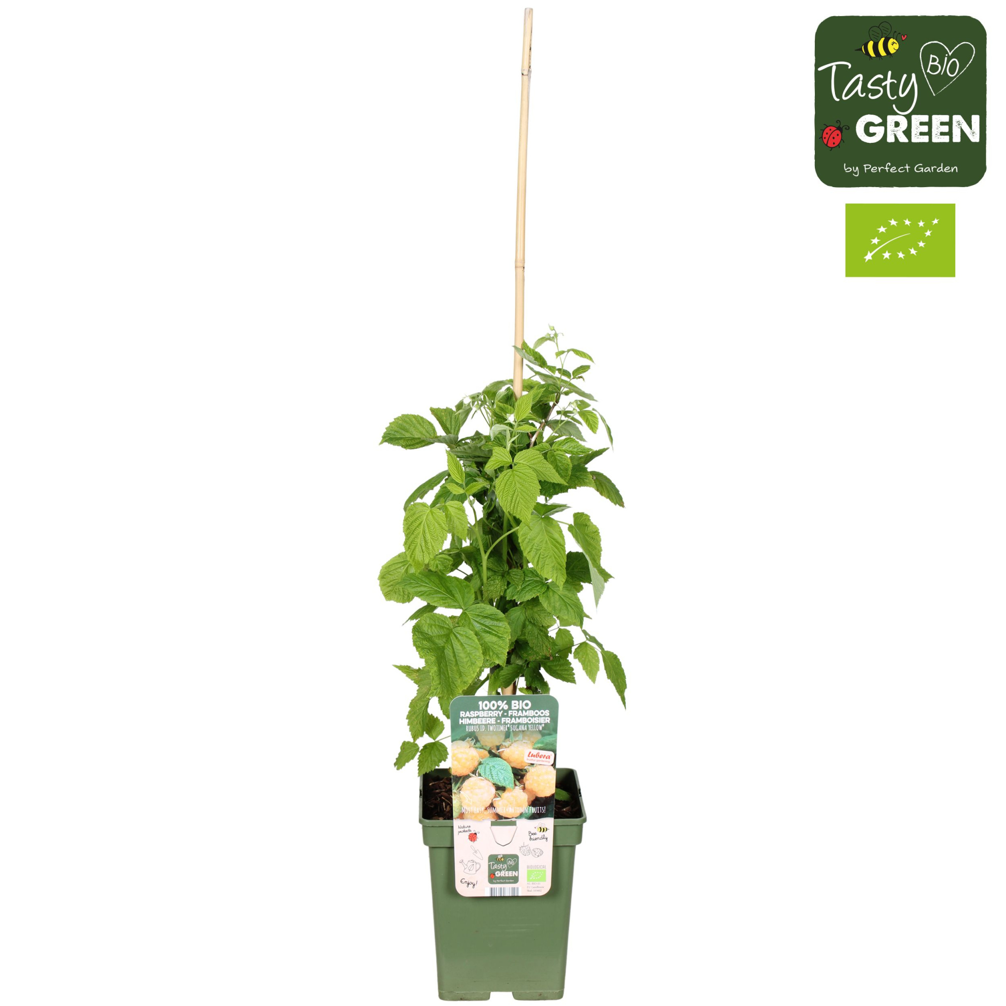 Rubus idaeus Twotimer® 'Sugana Yellow'® Bio P23, D 23 cm