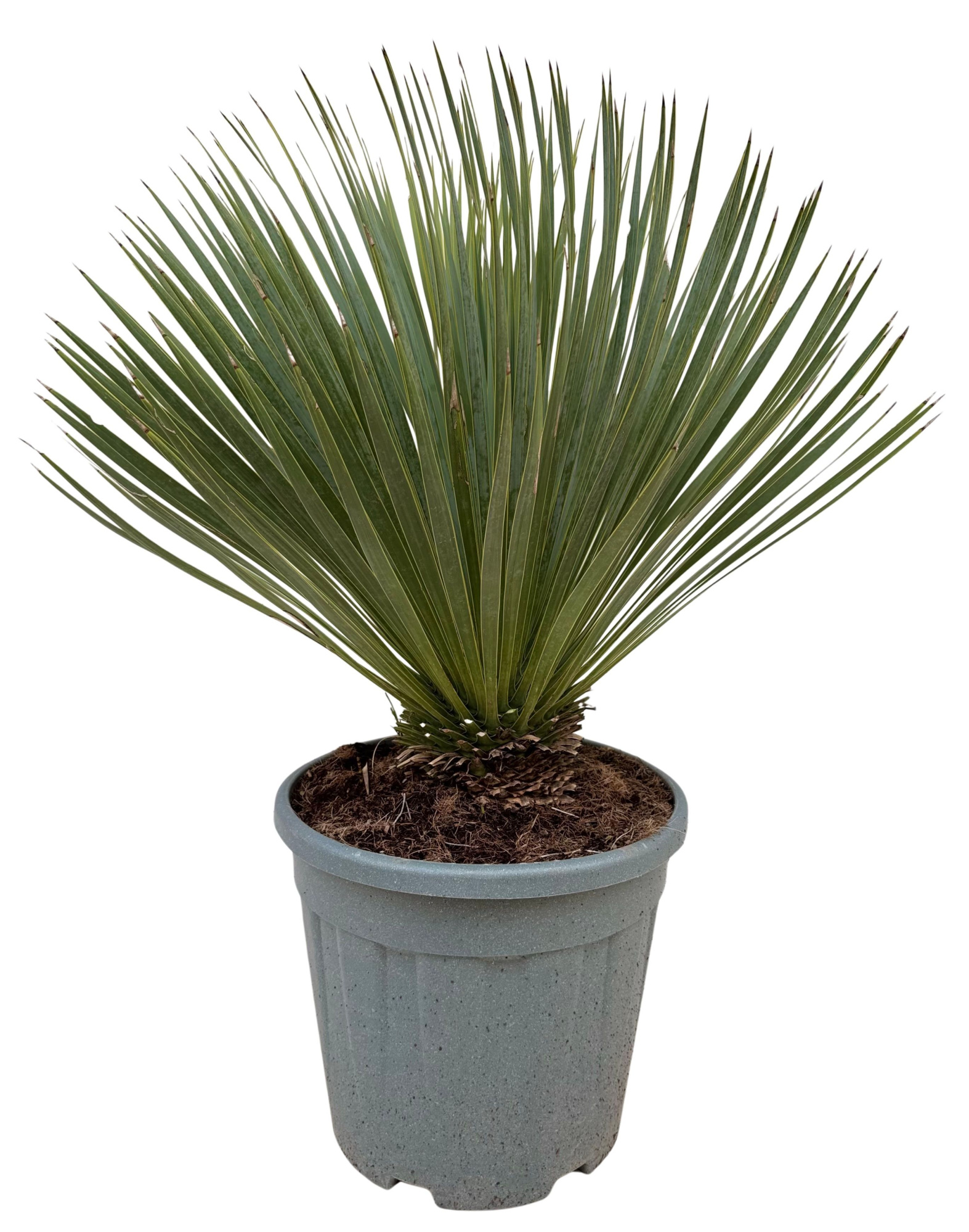 Yucca rostrata P32, D 32