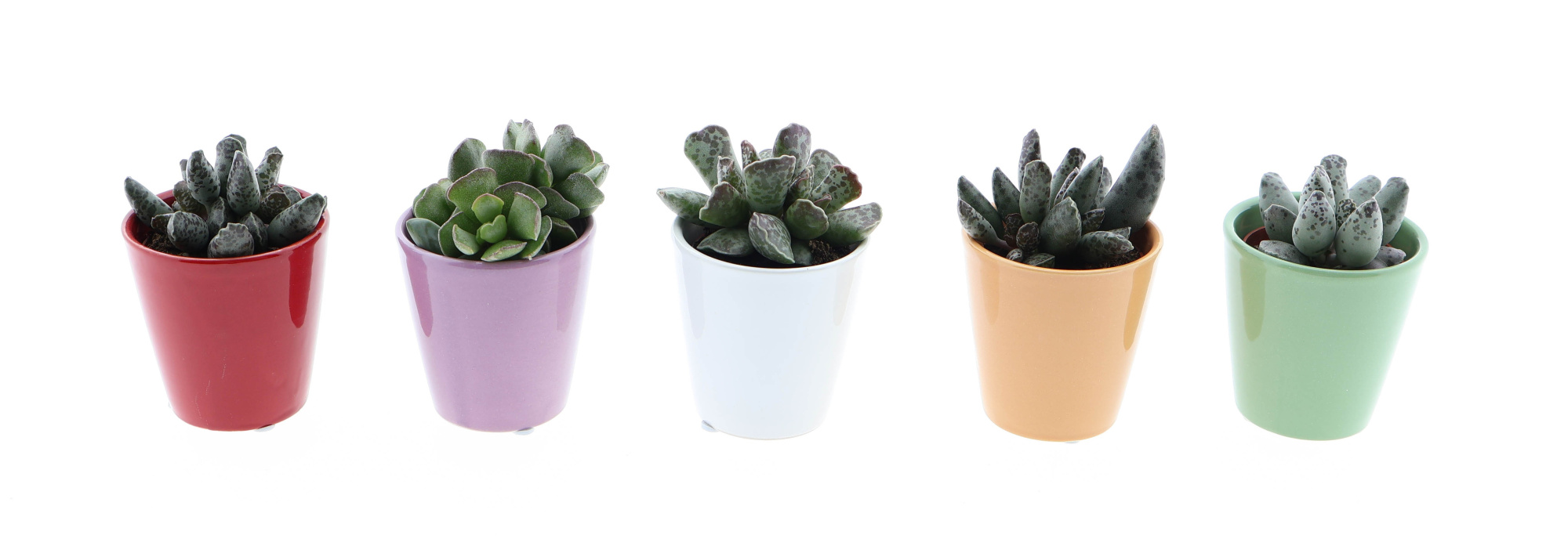 Kleurpot adromischus mix, D 5,5 cm