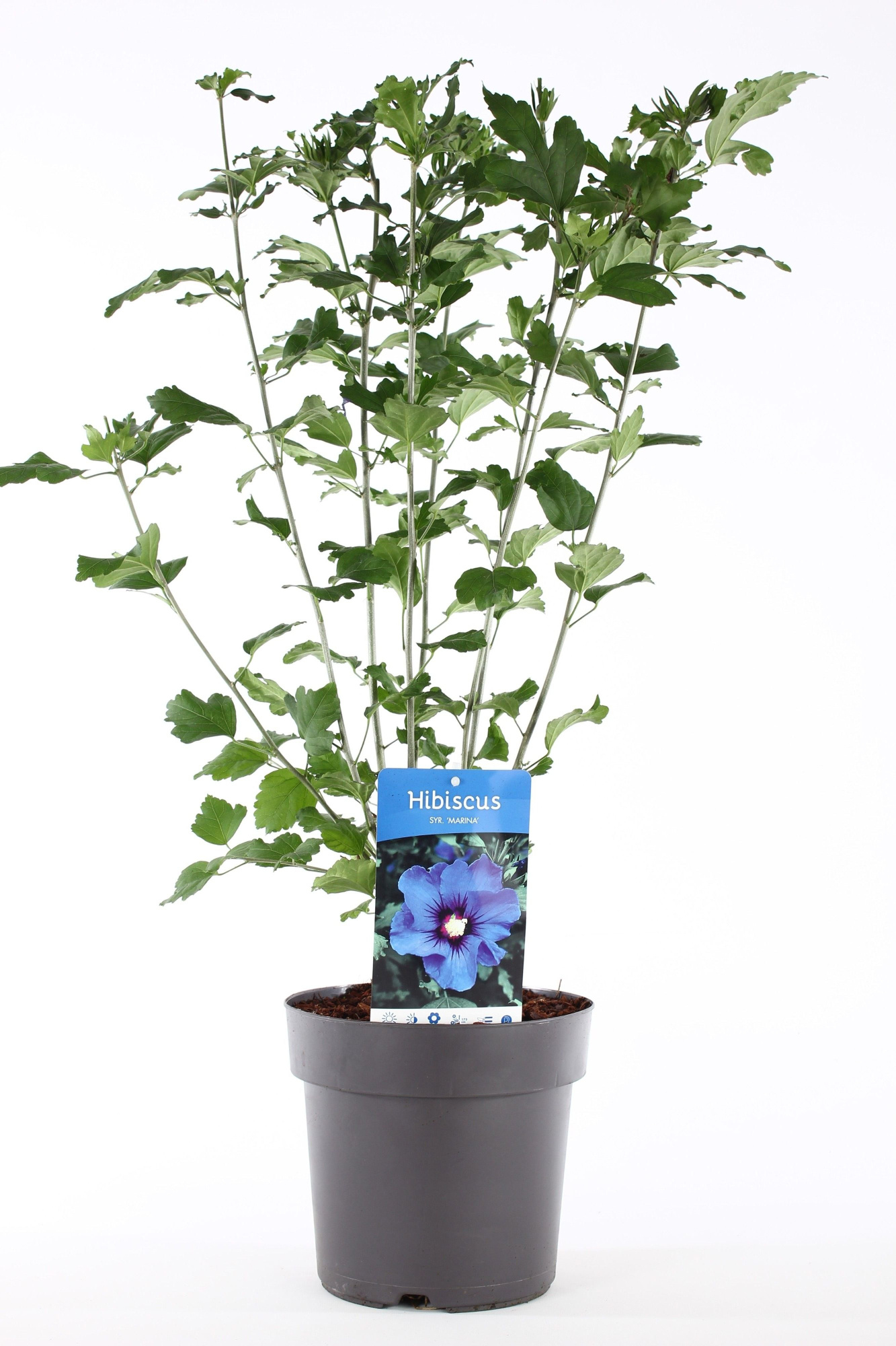 Hibiscus syr. 'Marina' P21/C4.6, D 21 cm