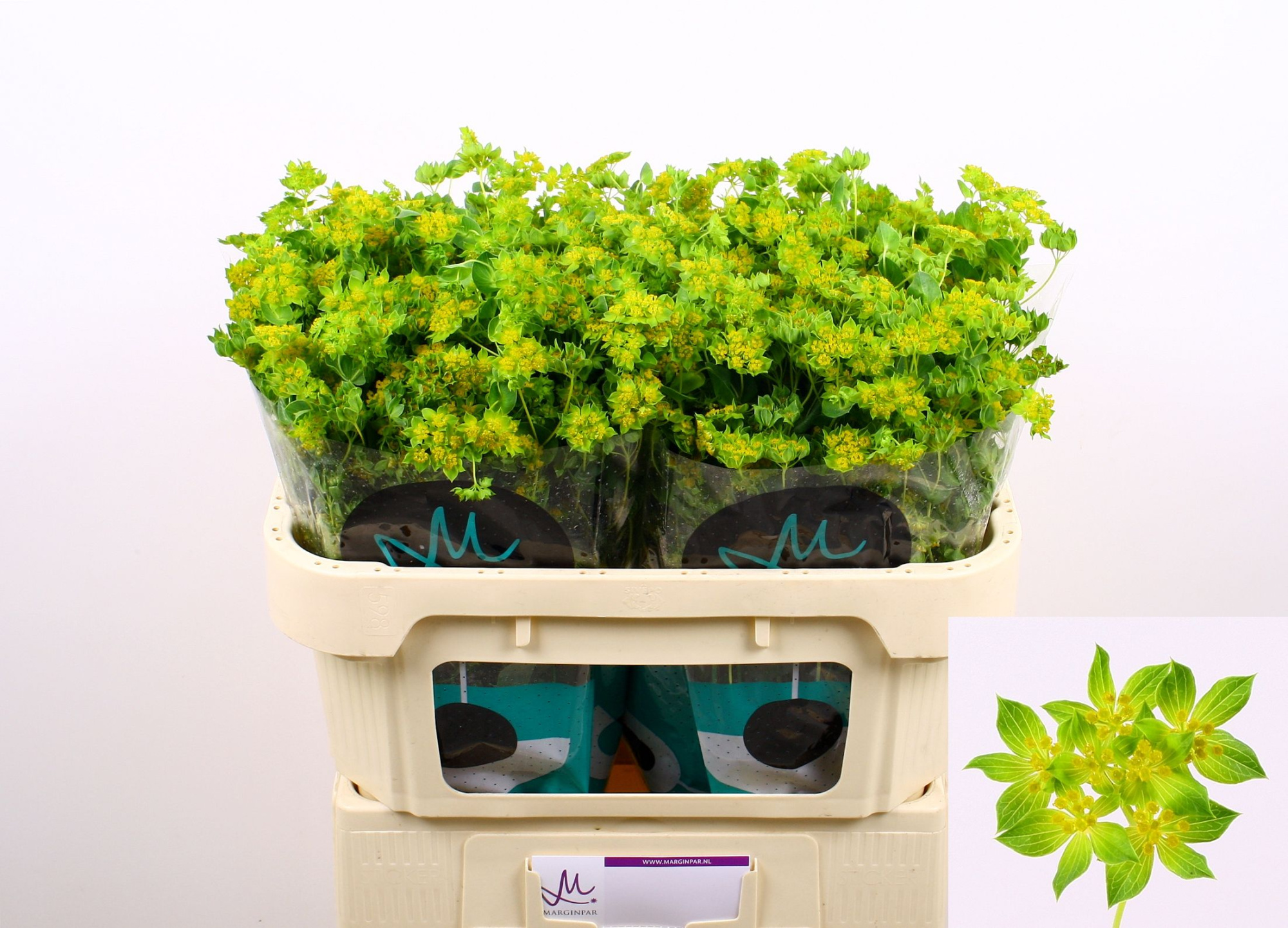 Буплеурум Гриффити 70, шт.