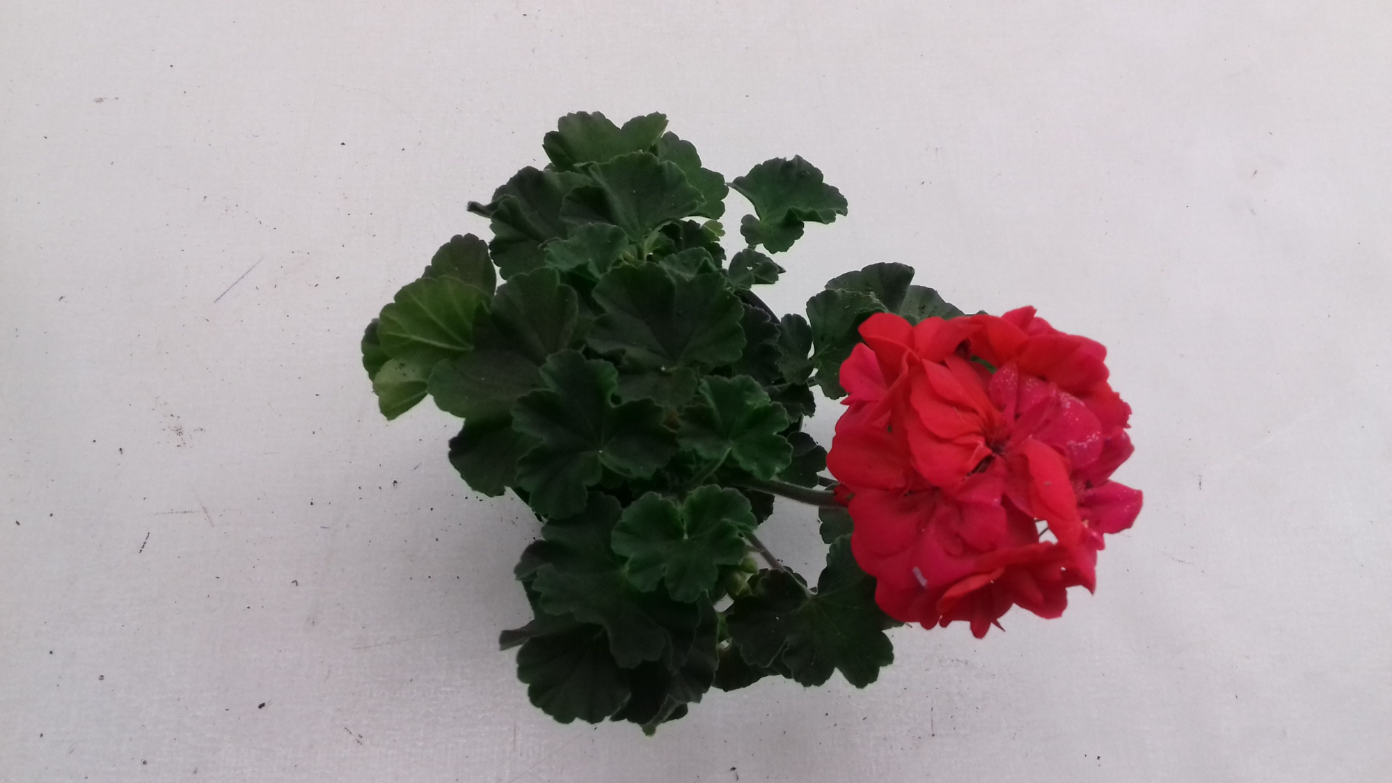 Pelargonium Zonale Lucky, D 10,5